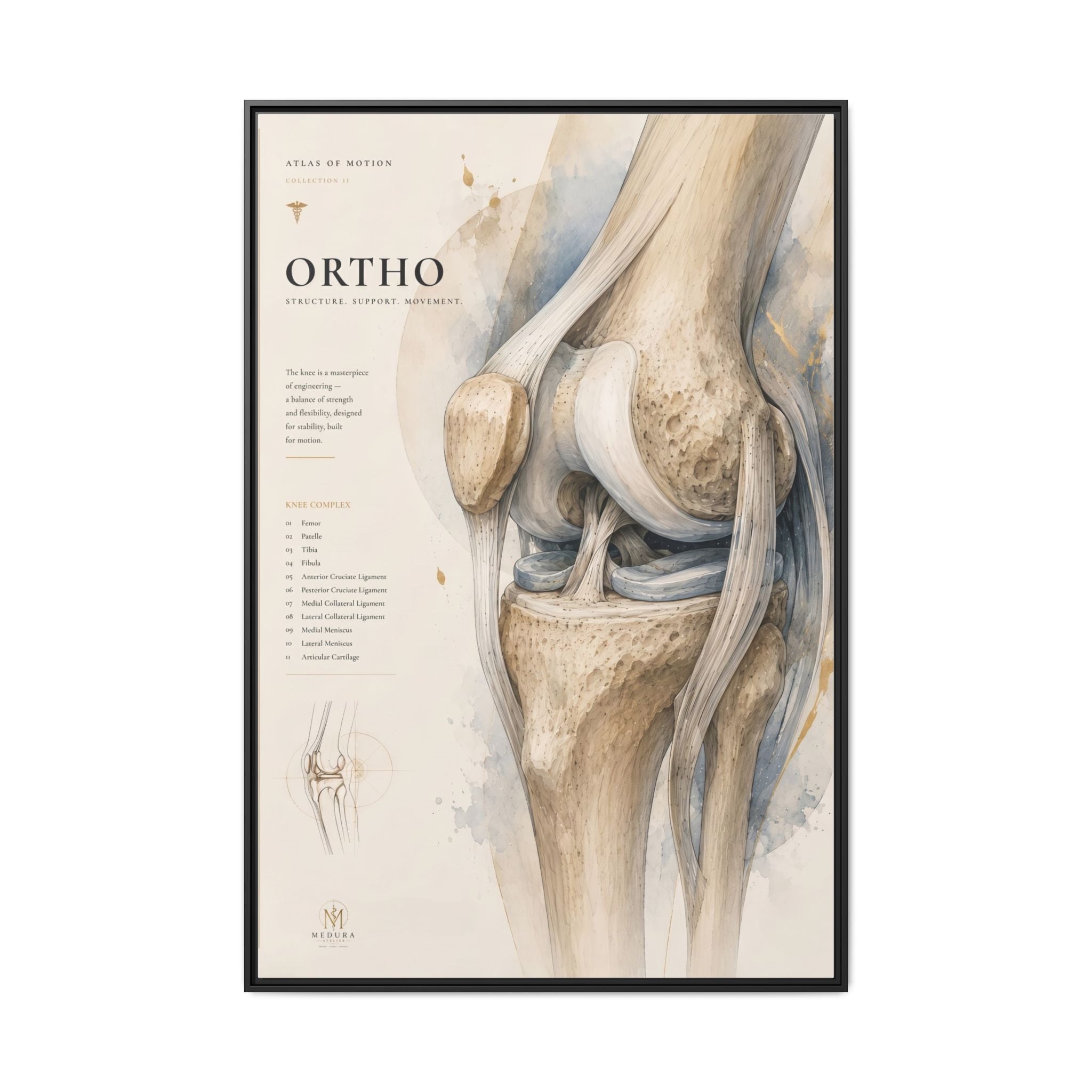 Orthopaedic Knee Anatomy Wall Art | Luxury Orthopedic Canvas Print | Museum-Inspired Fine Art