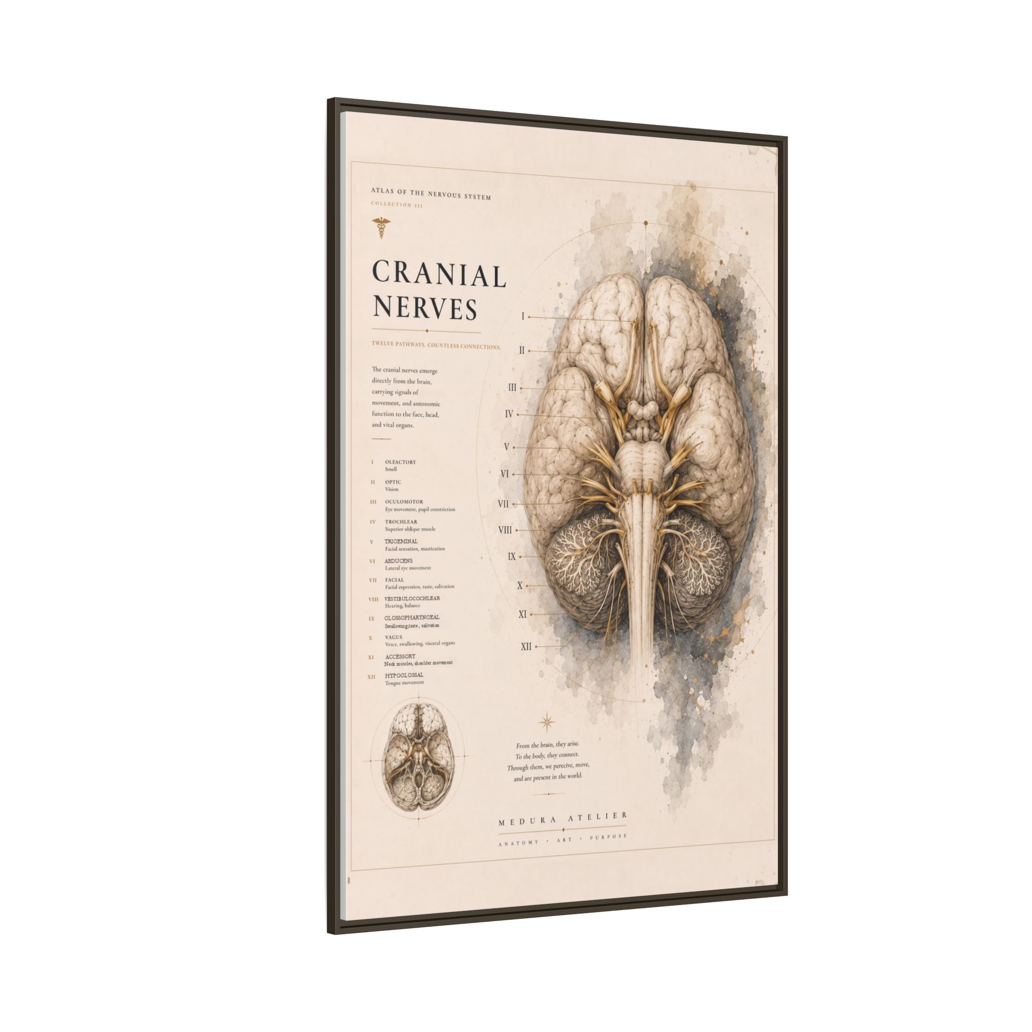 White Matter Brain Wall Art | Luxury Neuroscience Canvas Print | Museum-Inspired Fine Art