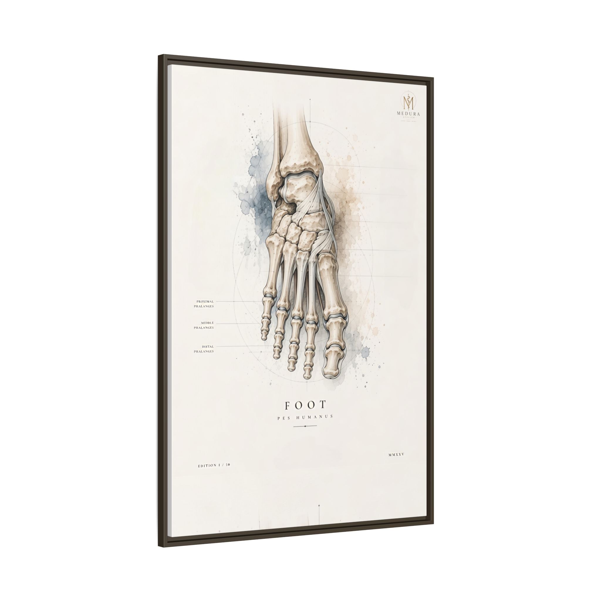 Anatomical Foot Skeleton Wall Art | Luxury Podiatry Canvas Print | Museum-Inspired Fine Art