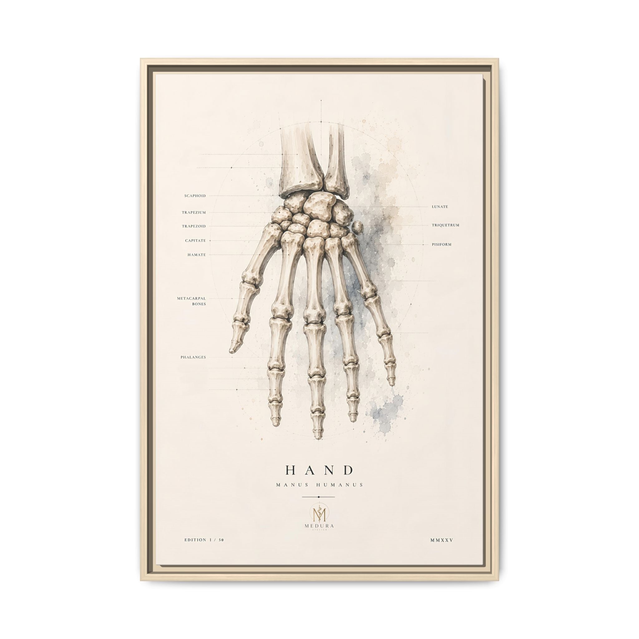 Anatomical Hand Skeleton Wall Art | Luxury Orthopaedic Canvas Print | Museum-Inspired Fine Art