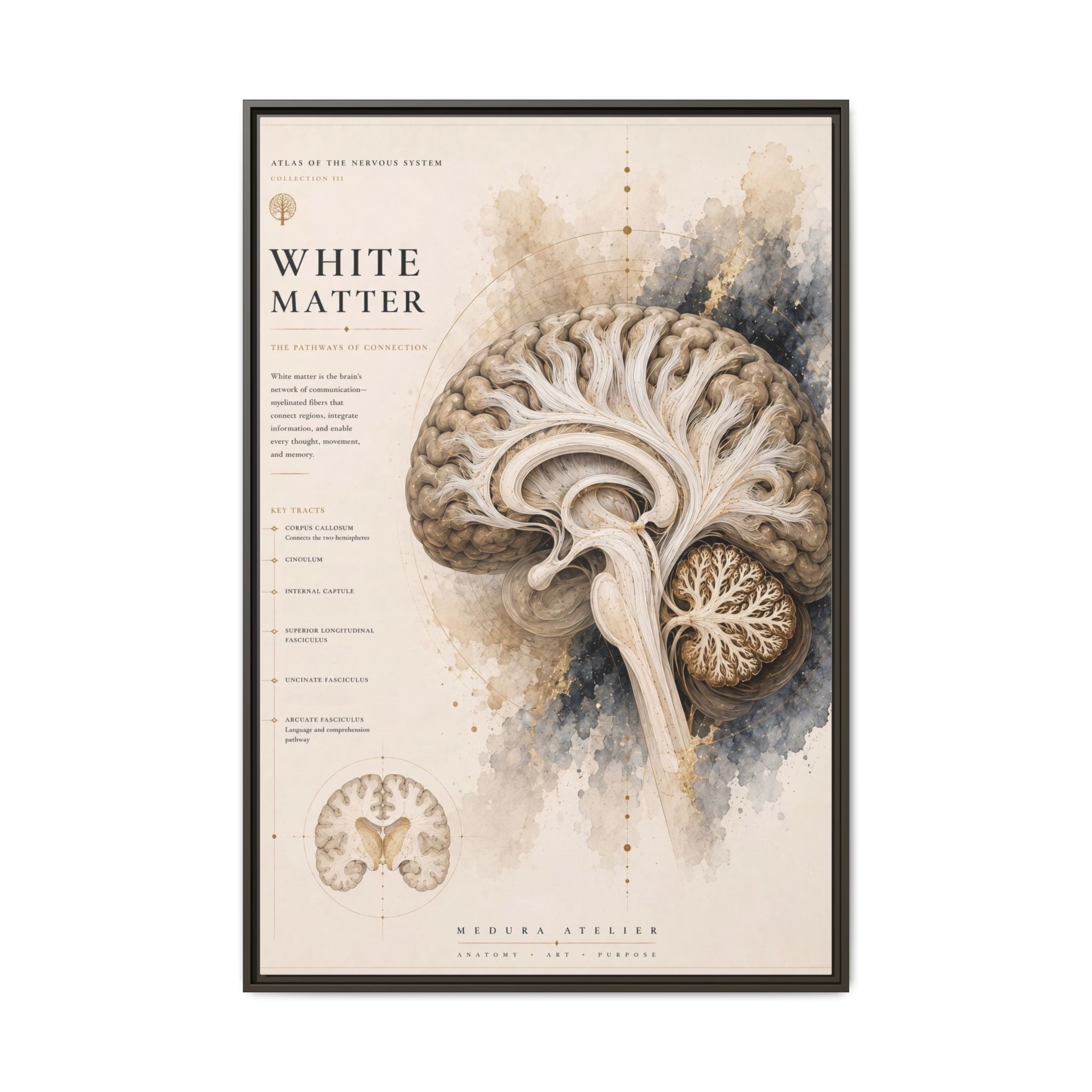 White Matter Brain Wall Art | Luxury Neuroscience Canvas Print | Museum-Inspired Fine Art