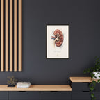 Anatomical Kidney Wall Art | Luxury Nephrology Canvas Print | Museum-Inspired Fine Art