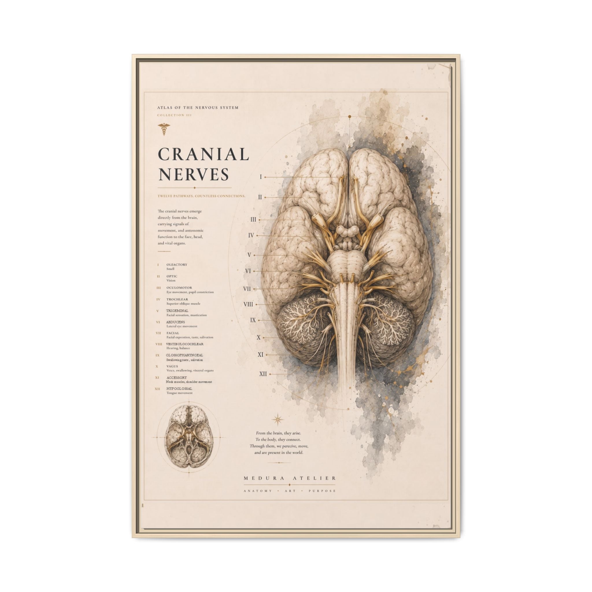 White Matter Brain Wall Art | Luxury Neuroscience Canvas Print | Museum-Inspired Fine Art