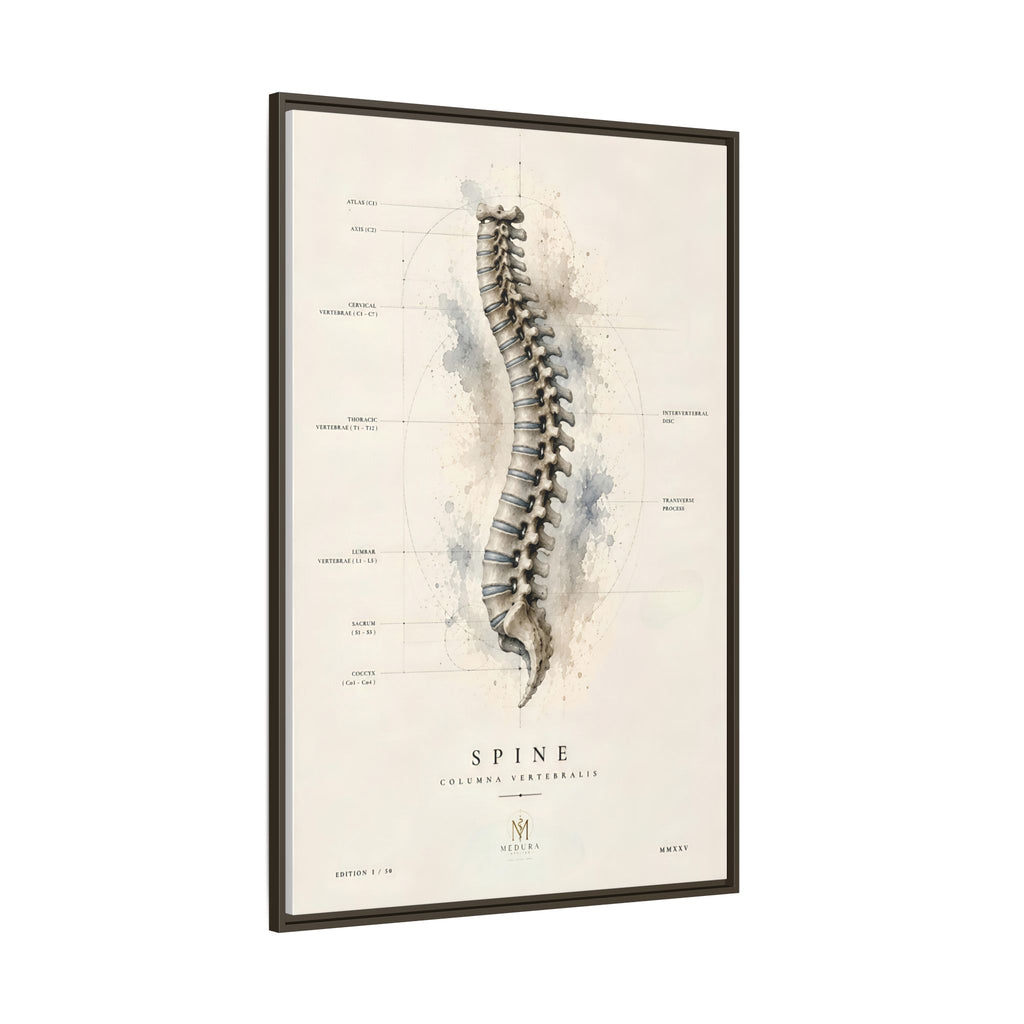 Anatomical Spine Wall Art | Luxury Vertebral Column Canvas Print | Museum-Inspired Fine Art