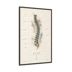 Anatomical Spine Wall Art | Luxury Vertebral Column Canvas Print | Museum-Inspired Fine Art