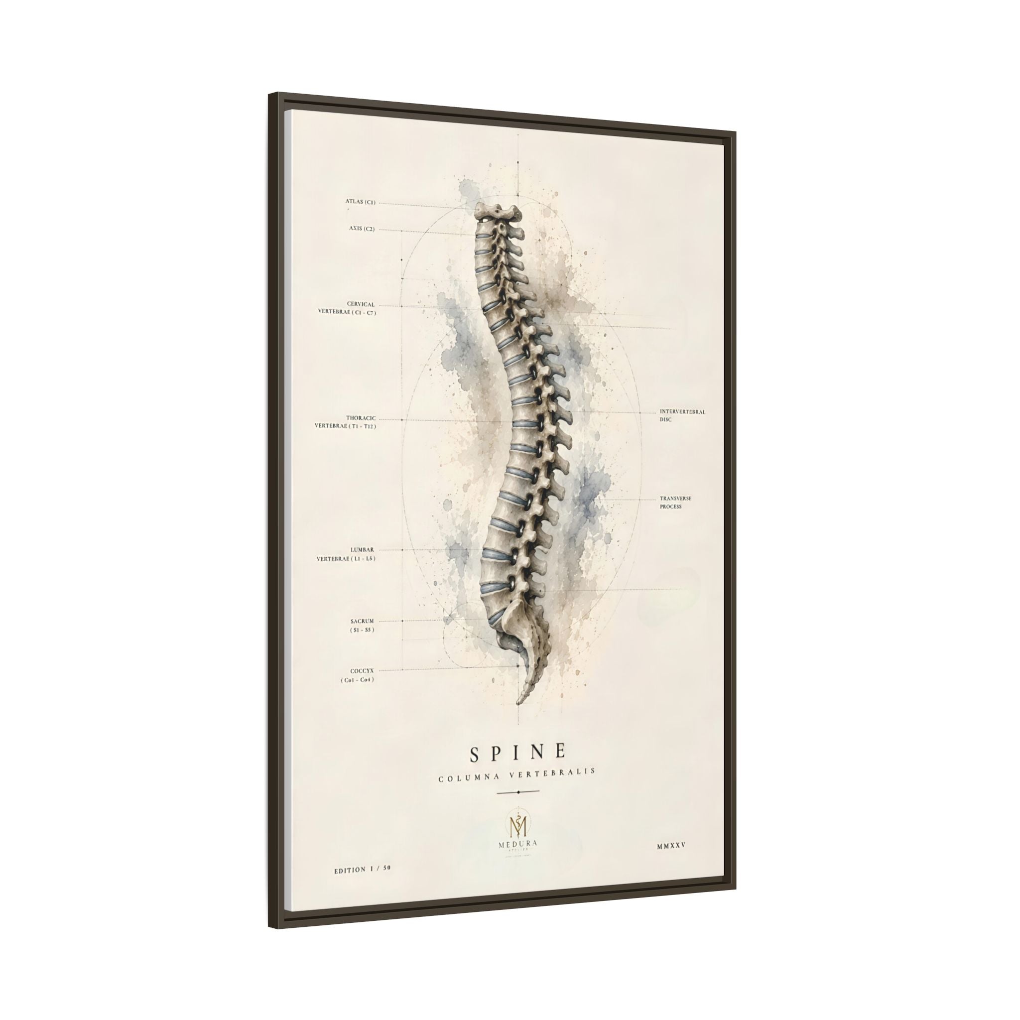 Anatomical Spine Wall Art | Luxury Vertebral Column Canvas Print | Museum-Inspired Fine Art