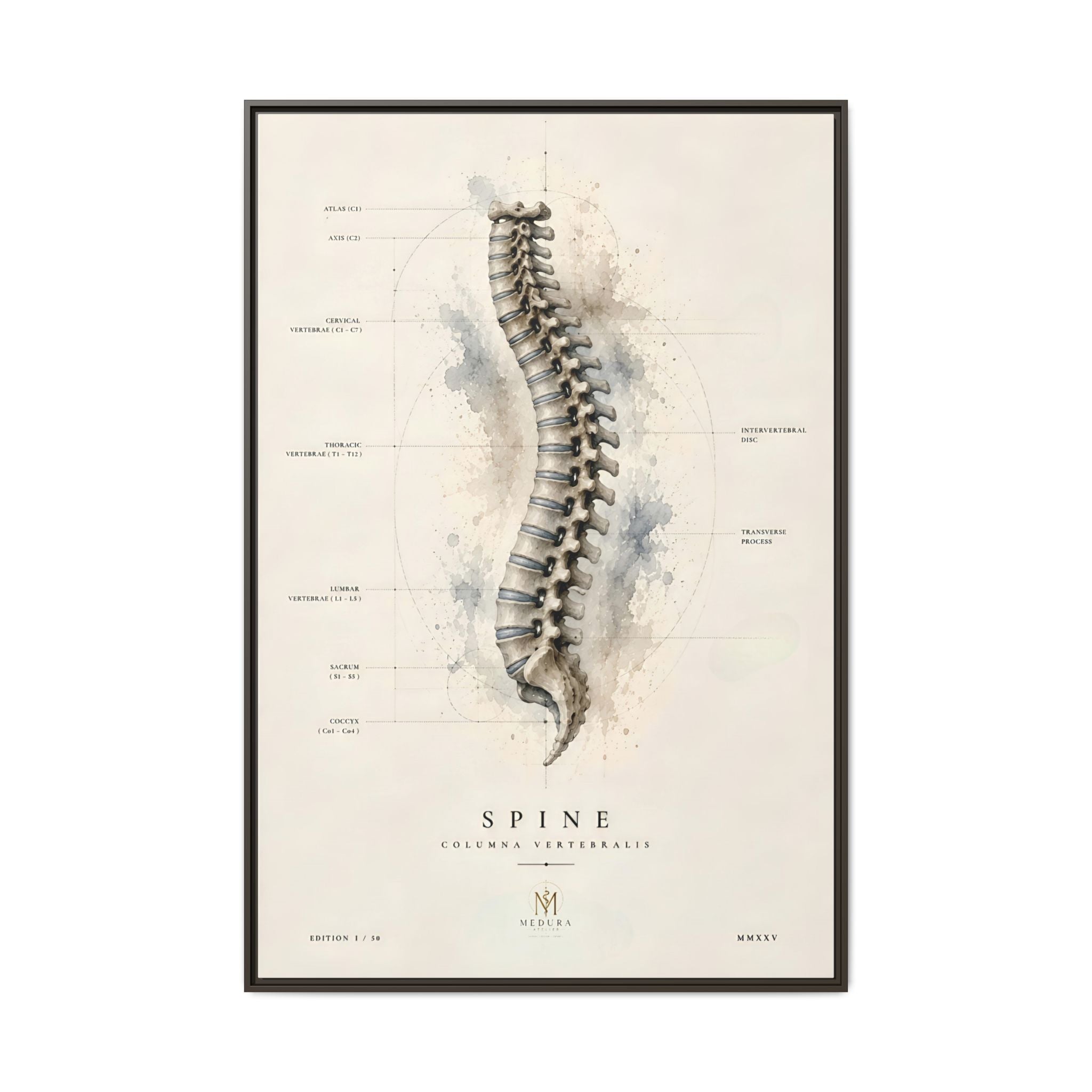 Anatomical Spine Wall Art | Luxury Vertebral Column Canvas Print | Museum-Inspired Fine Art