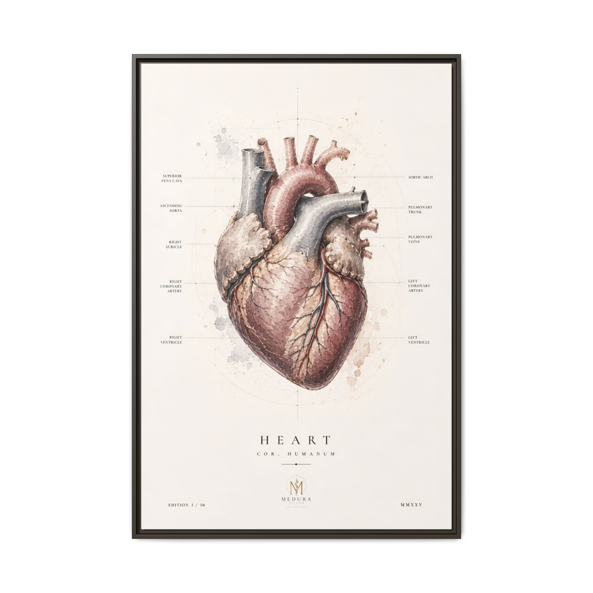Anatomical Heart Wall Art | Luxury Medical Canvas Print | Museum-Inspired Fine Art