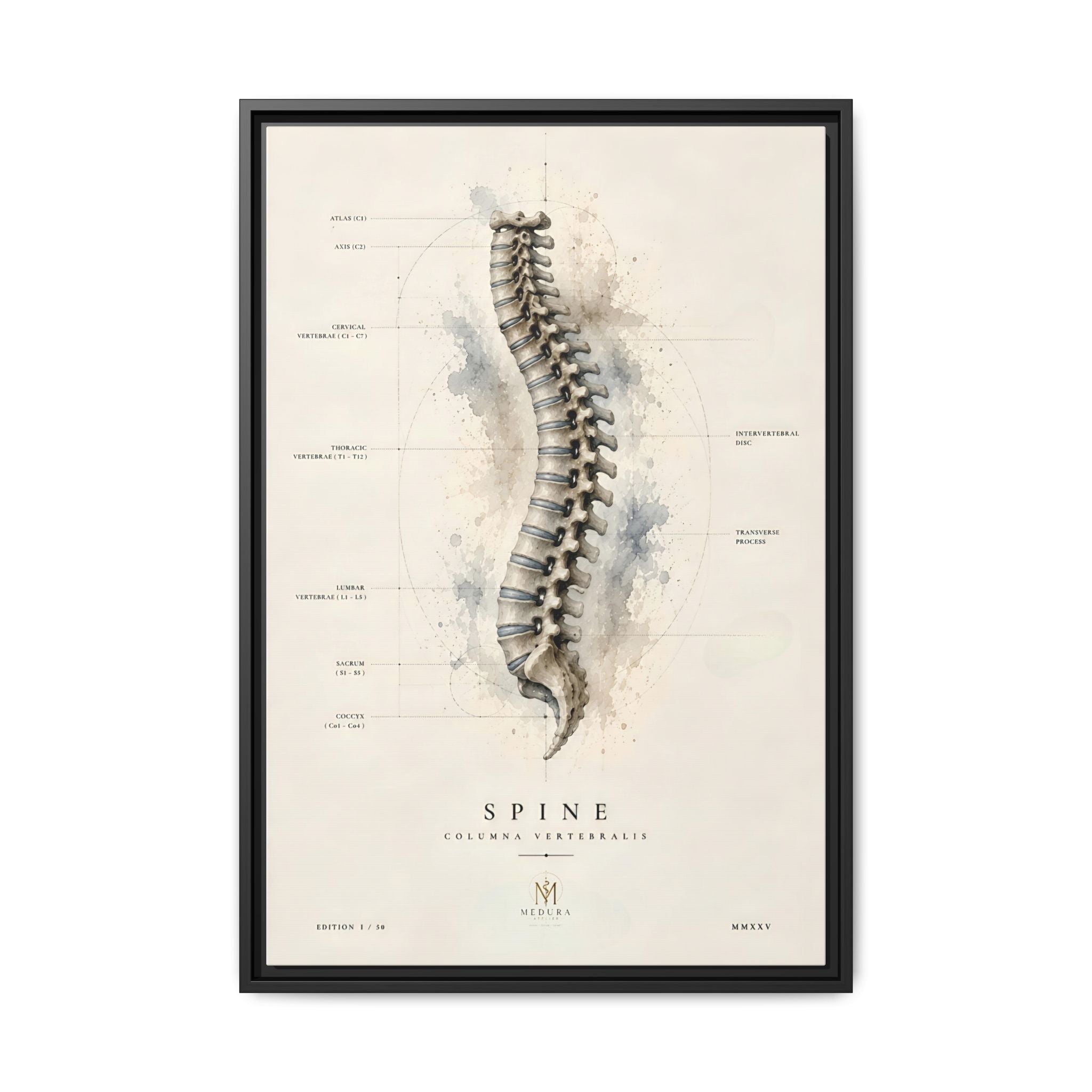 Anatomical Spine Wall Art | Luxury Vertebral Column Canvas Print | Museum-Inspired Fine Art