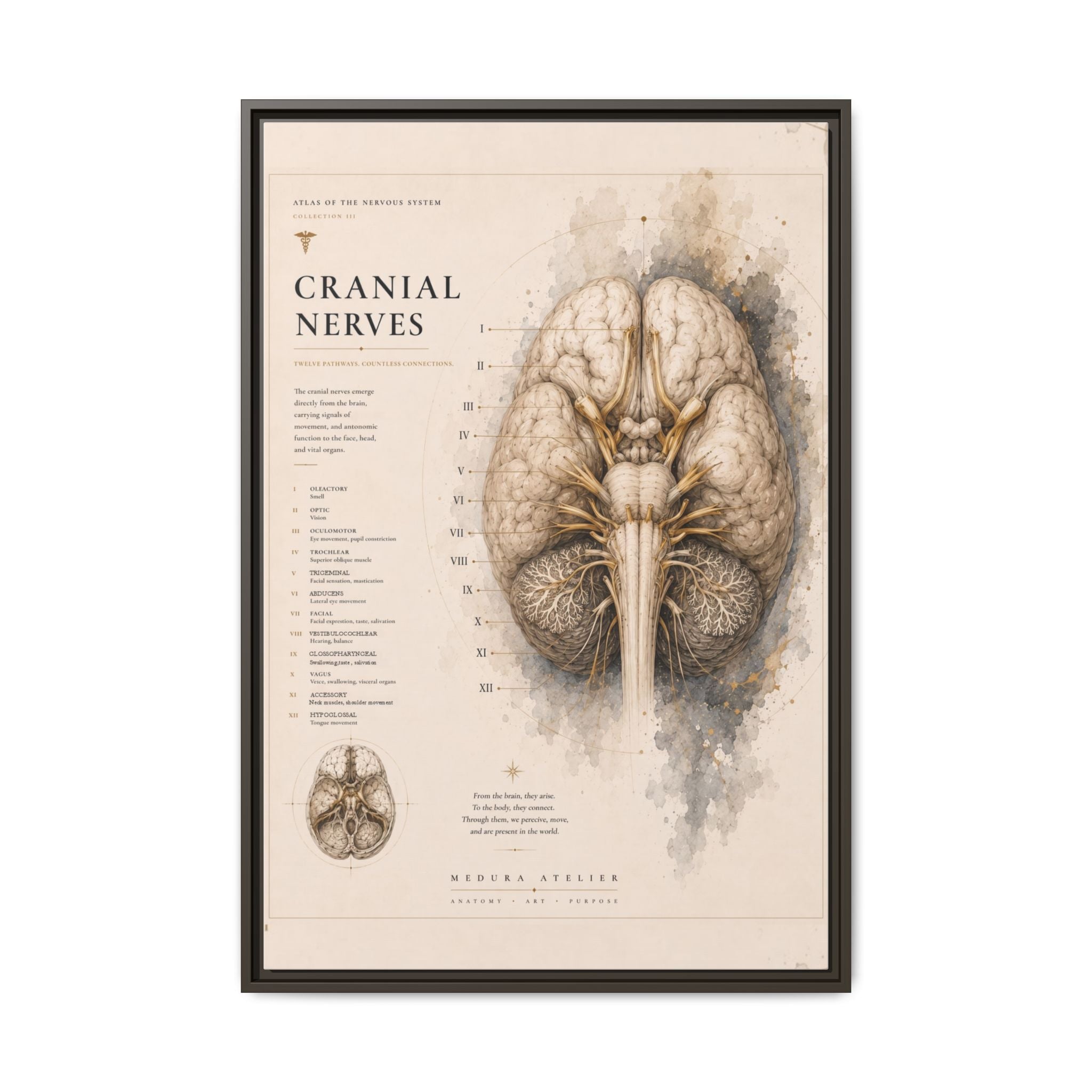 White Matter Brain Wall Art | Luxury Neuroscience Canvas Print | Museum-Inspired Fine Art