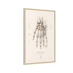 Anatomical Hand Skeleton Wall Art | Luxury Orthopaedic Canvas Print | Museum-Inspired Fine Art