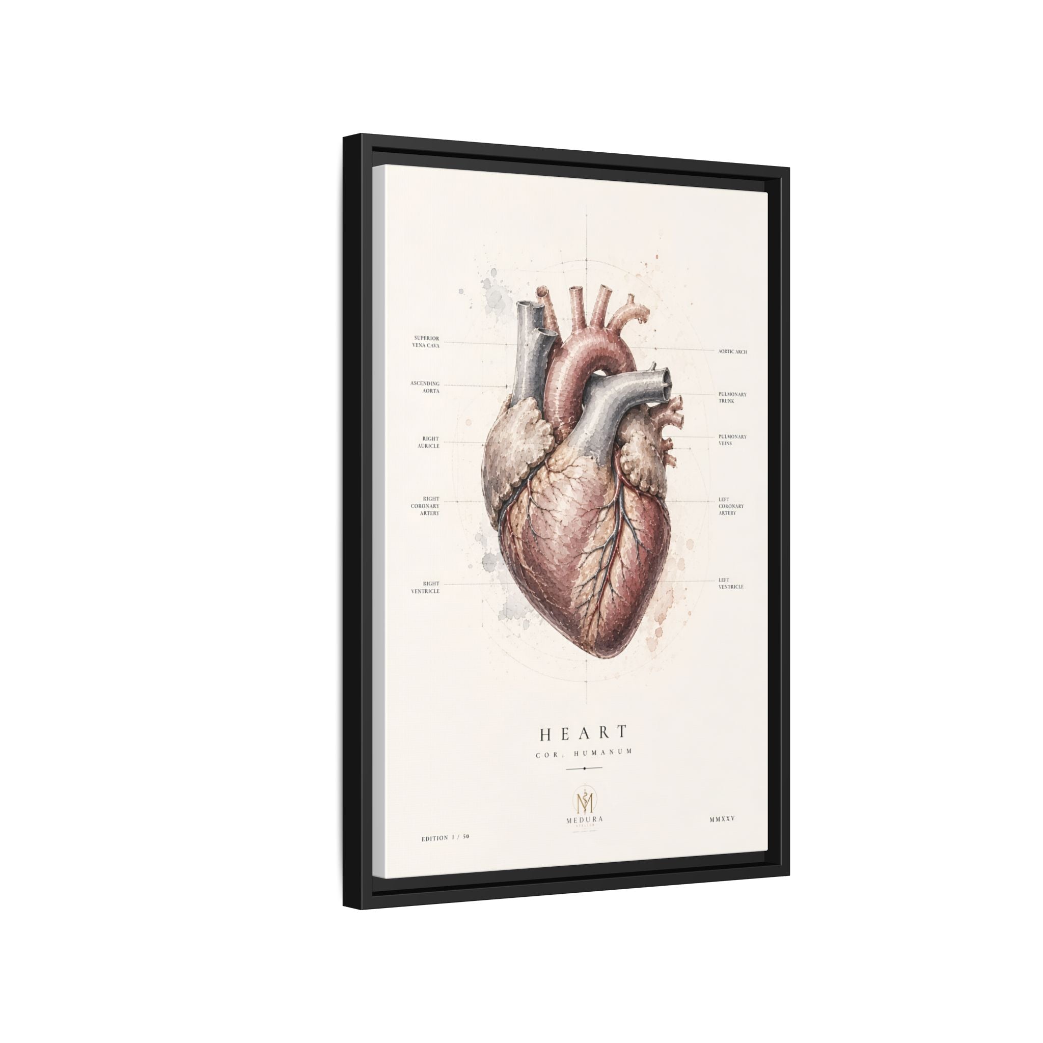Anatomical Heart Wall Art | Luxury Medical Canvas Print | Museum-Inspired Fine Art