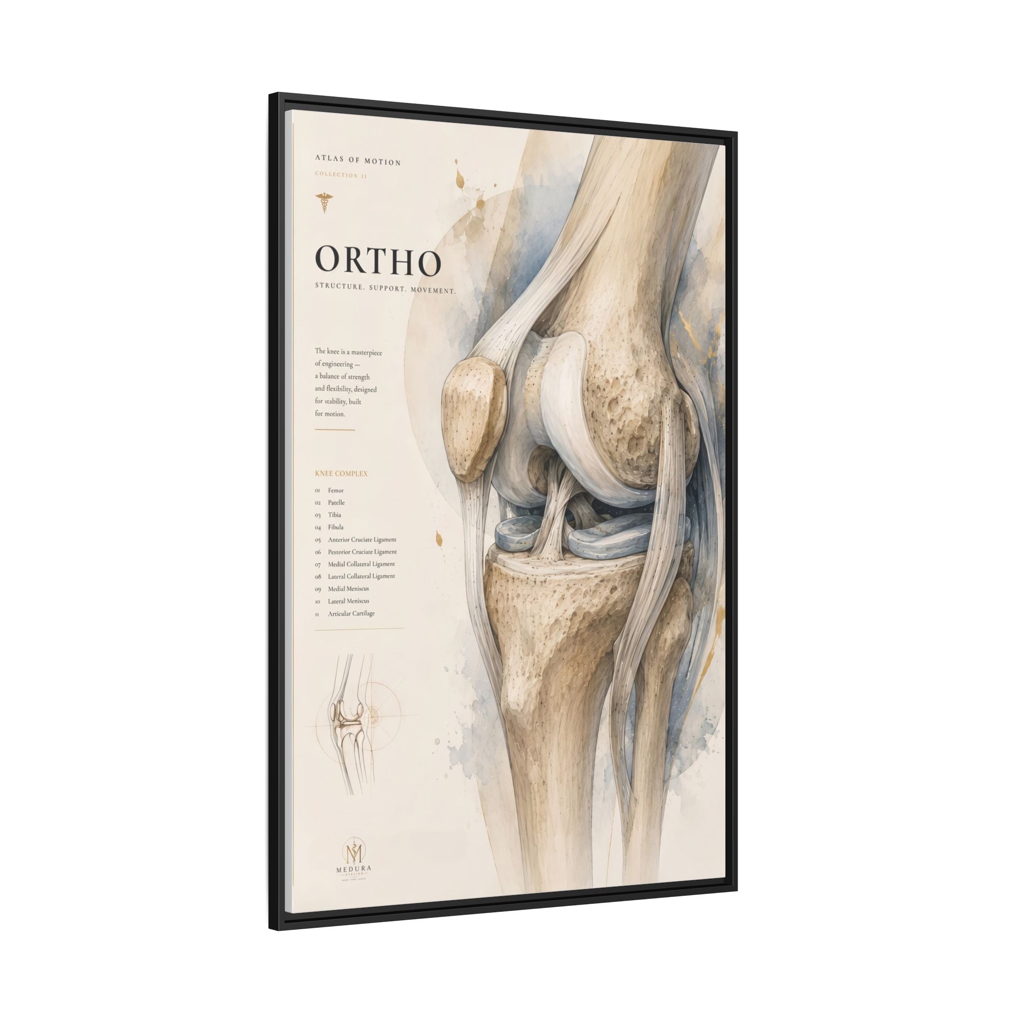 Orthopaedic Knee Anatomy Wall Art | Luxury Orthopedic Canvas Print | Museum-Inspired Fine Art