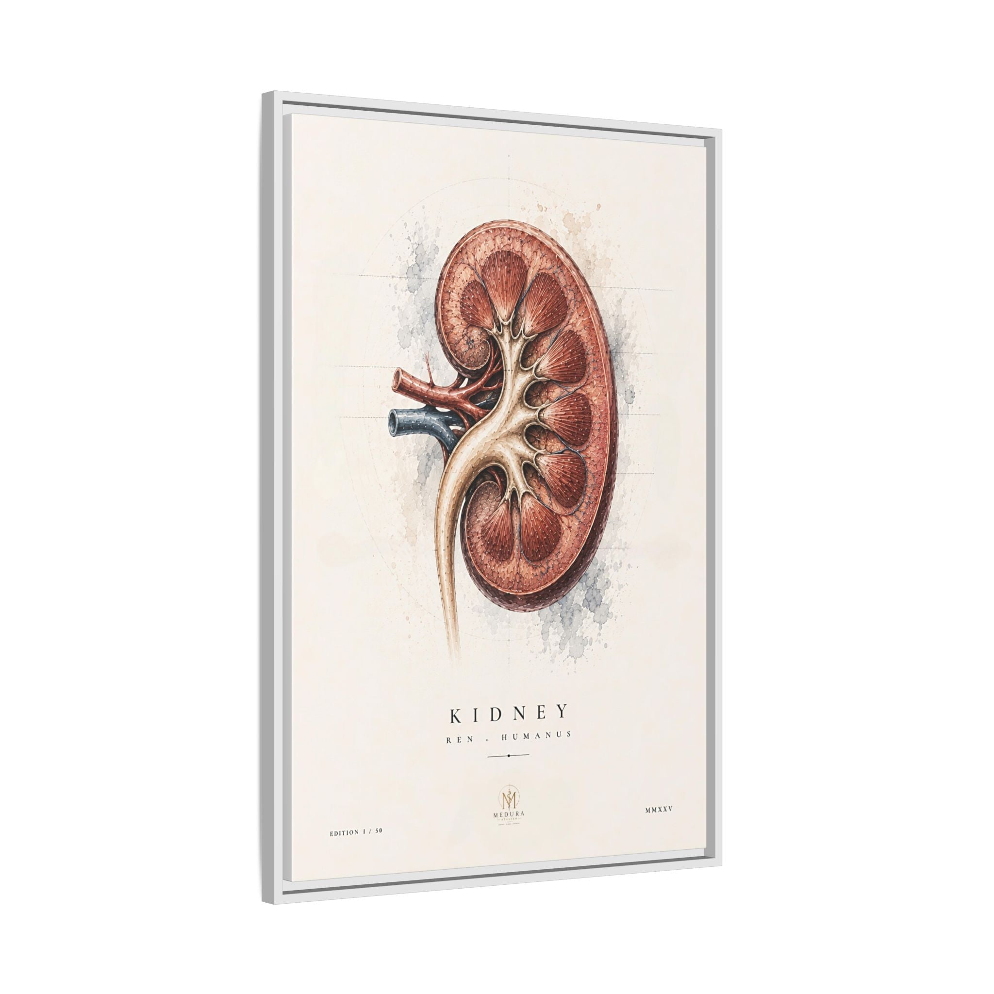Anatomical Kidney Wall Art | Luxury Nephrology Canvas Print | Museum-Inspired Fine Art
