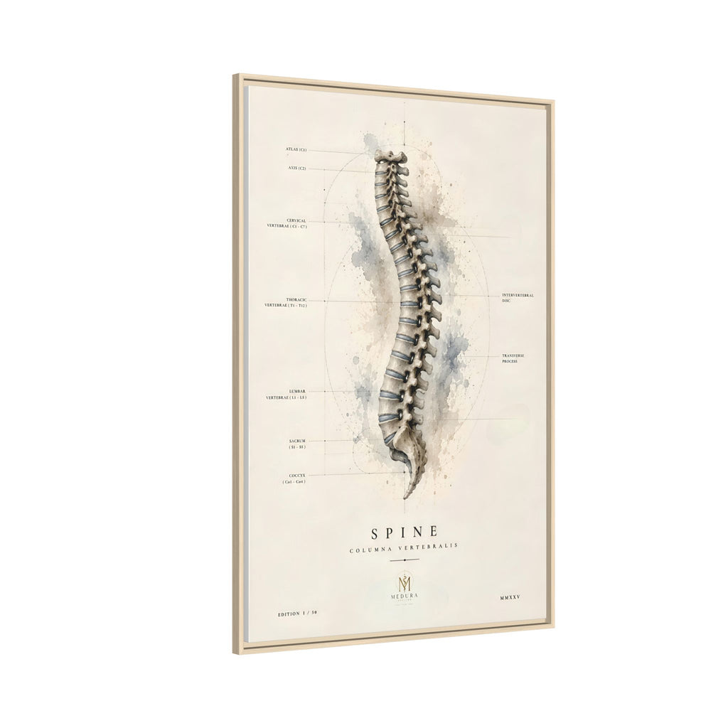 Anatomical Spine Wall Art | Luxury Vertebral Column Canvas Print | Museum-Inspired Fine Art