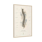Anatomical Spine Wall Art | Luxury Vertebral Column Canvas Print | Museum-Inspired Fine Art