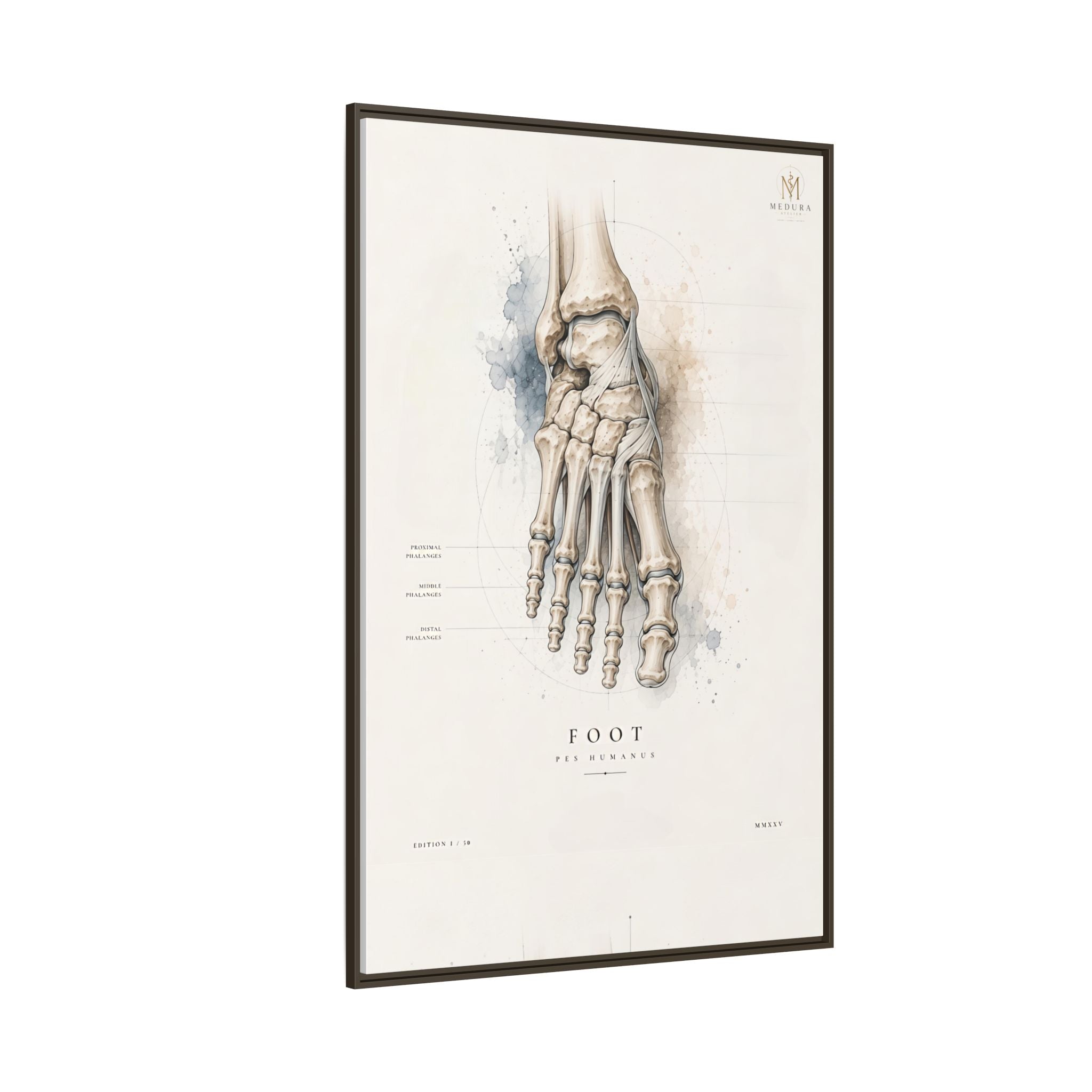 Anatomical Foot Skeleton Wall Art | Luxury Podiatry Canvas Print | Museum-Inspired Fine Art