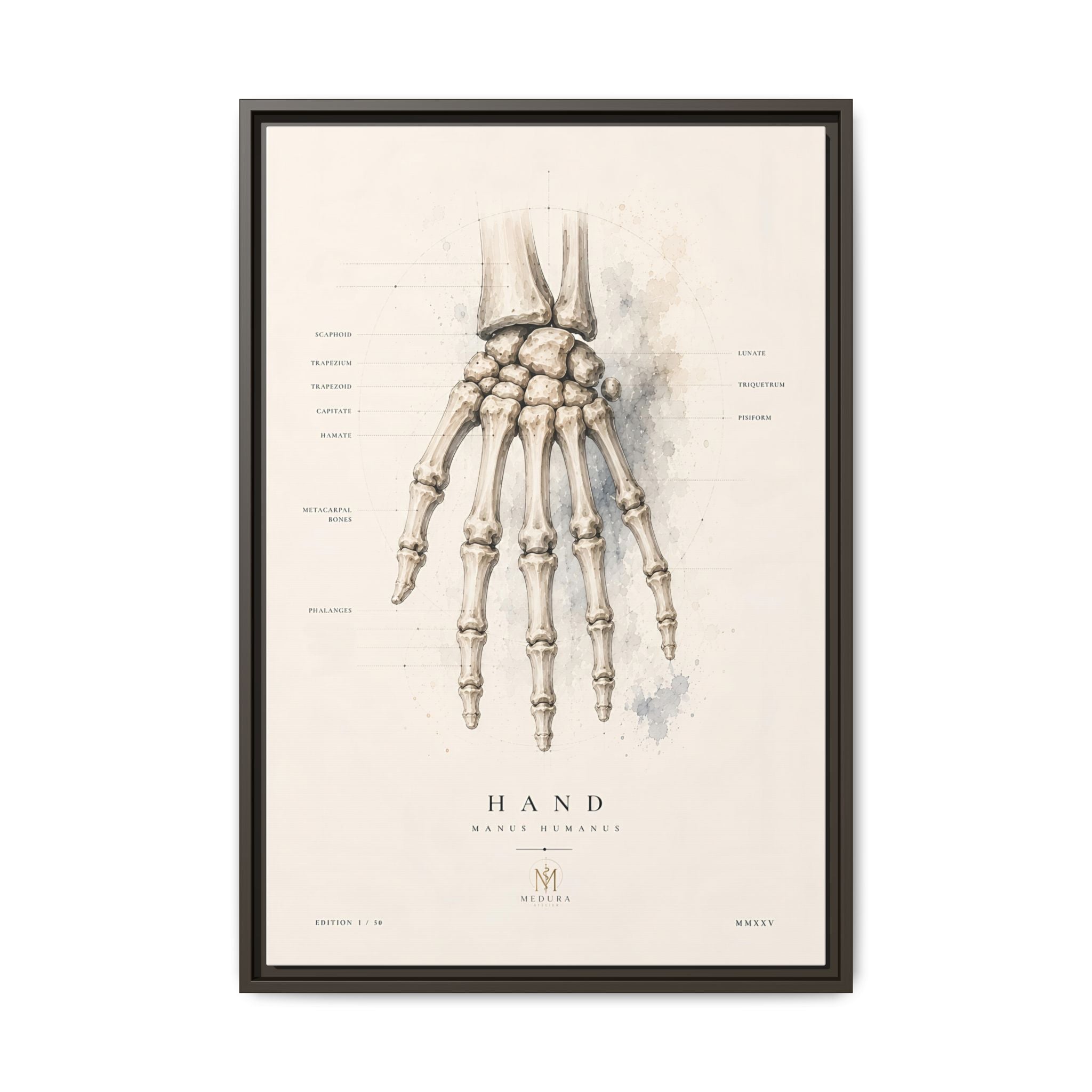 Anatomical Hand Skeleton Wall Art | Luxury Orthopaedic Canvas Print | Museum-Inspired Fine Art
