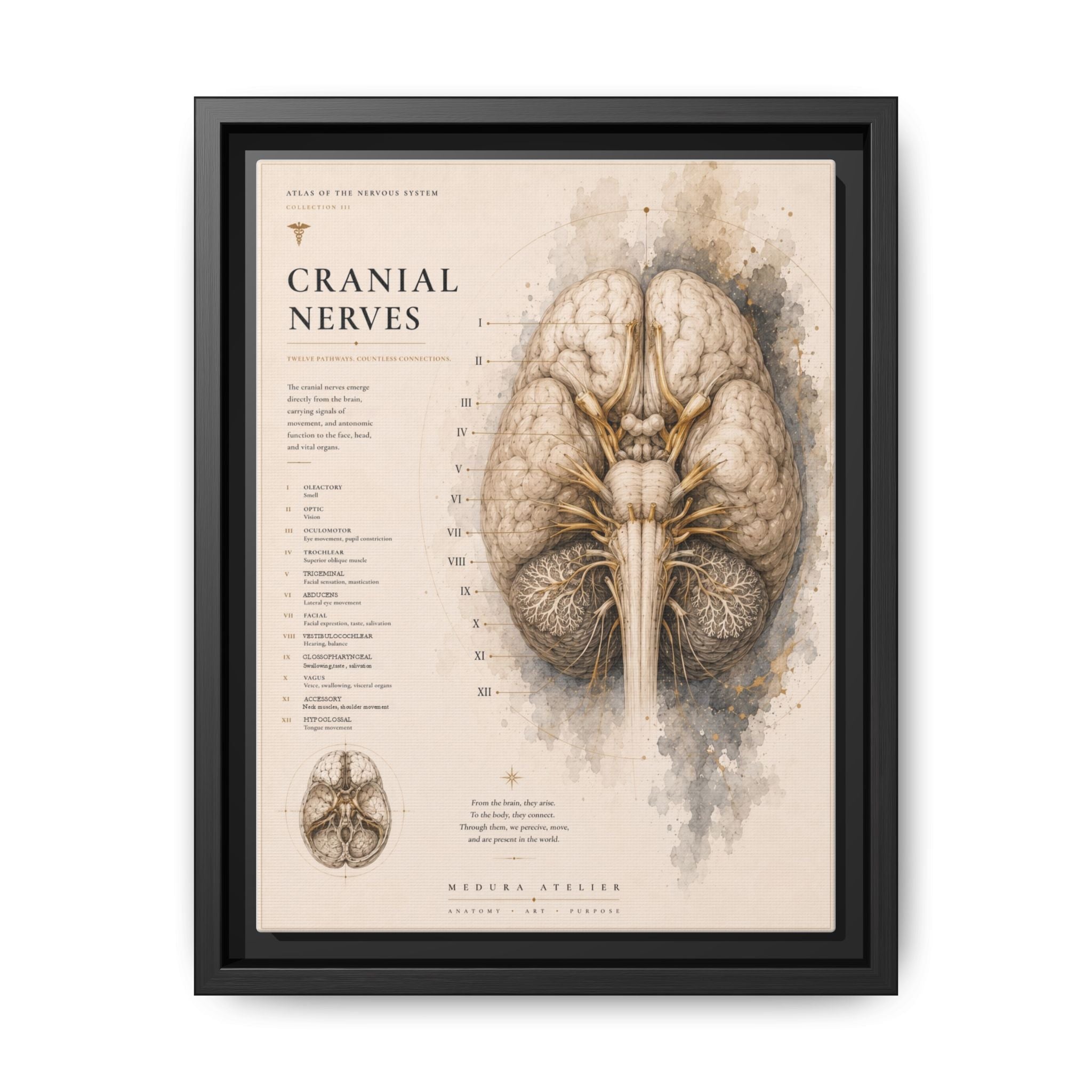 White Matter Brain Wall Art | Luxury Neuroscience Canvas Print | Museum-Inspired Fine Art