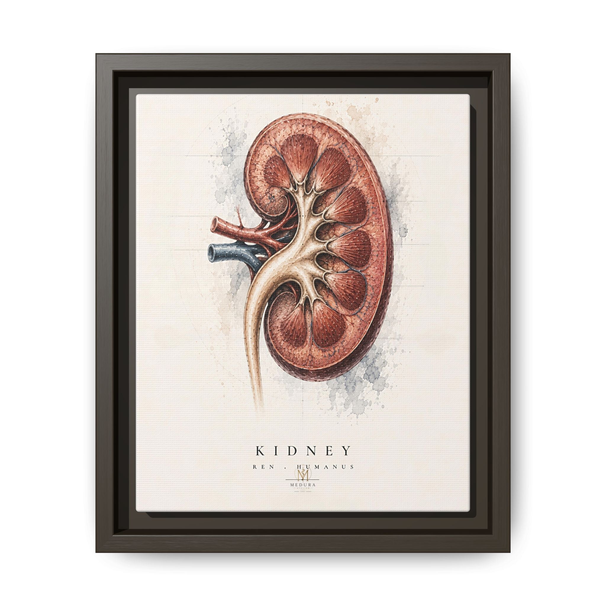 Anatomical Kidney Wall Art | Luxury Nephrology Canvas Print | Museum-Inspired Fine Art