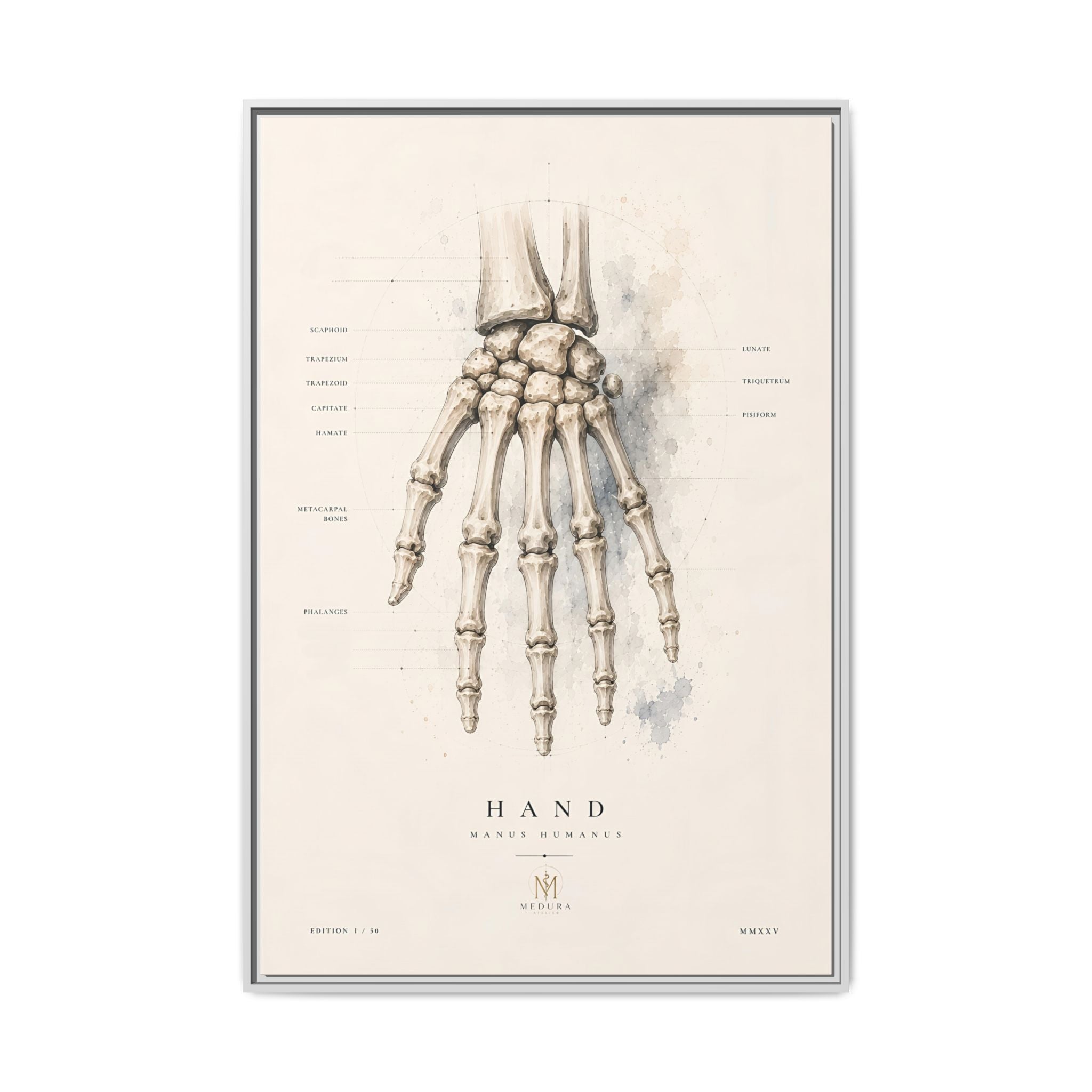 Anatomical Hand Skeleton Wall Art | Luxury Orthopaedic Canvas Print | Museum-Inspired Fine Art