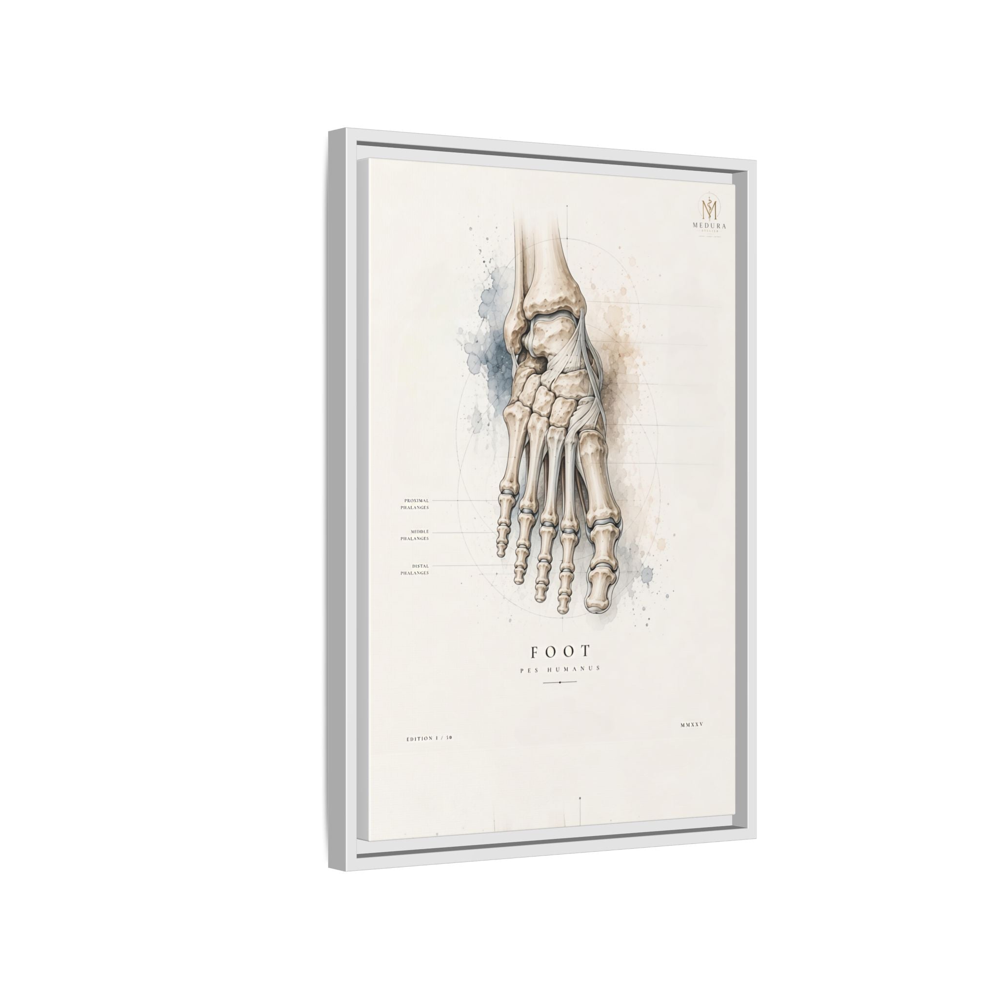 Anatomical Foot Skeleton Wall Art | Luxury Podiatry Canvas Print | Museum-Inspired Fine Art