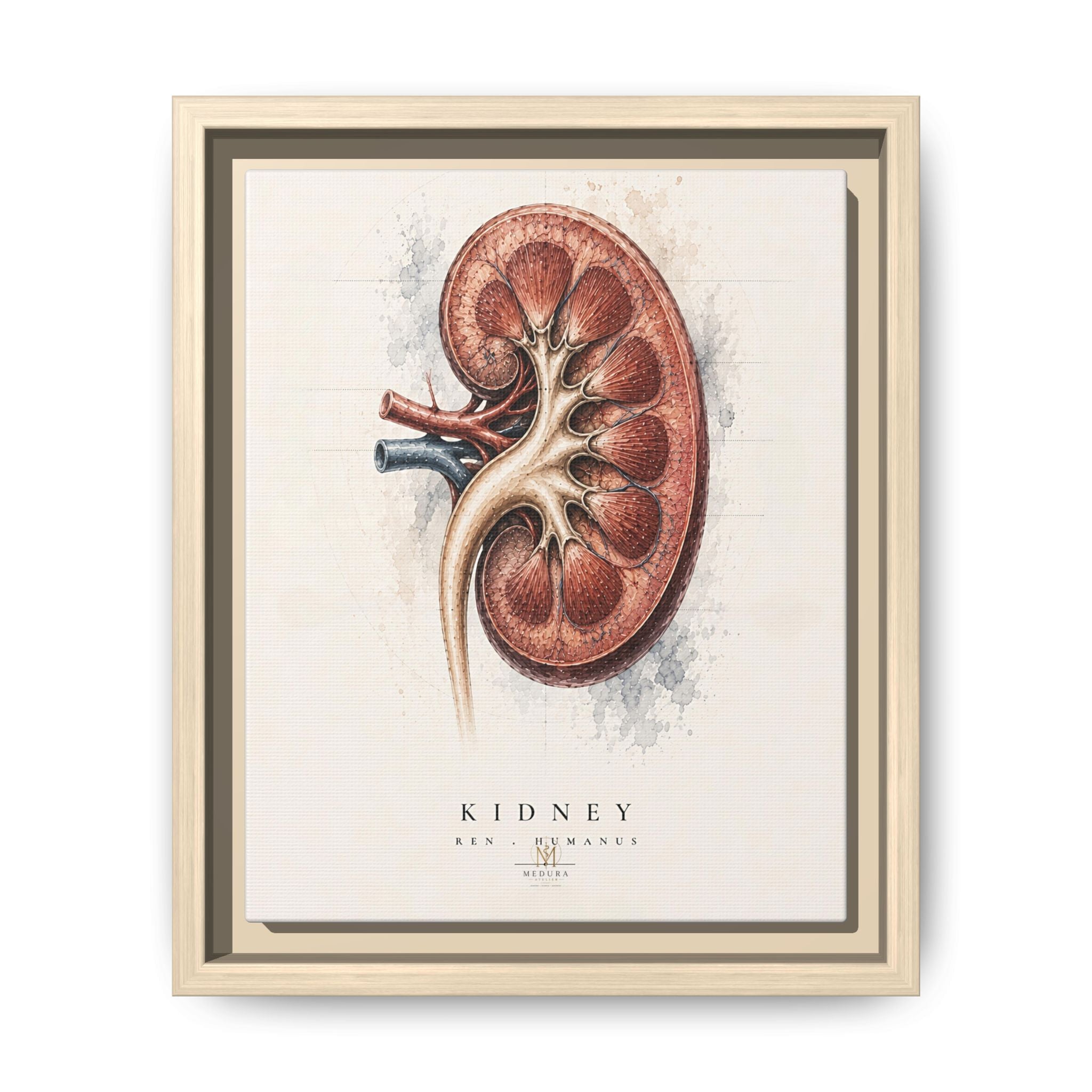 Anatomical Kidney Wall Art | Luxury Nephrology Canvas Print | Museum-Inspired Fine Art