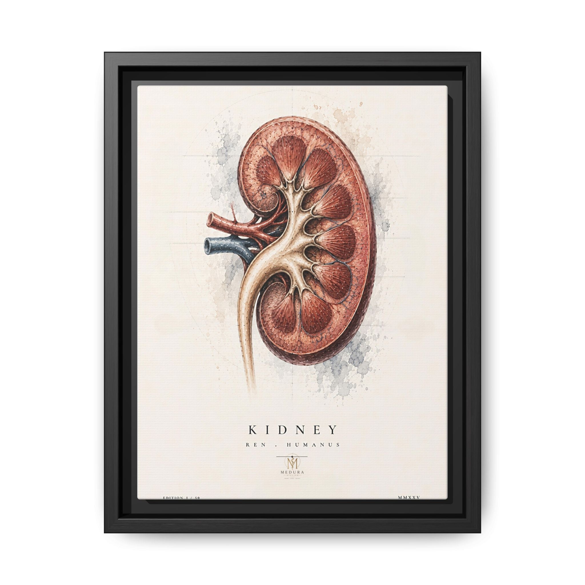 Anatomical Kidney Wall Art | Luxury Nephrology Canvas Print | Museum-Inspired Fine Art