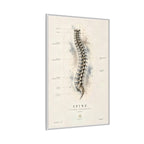 Anatomical Spine Wall Art | Luxury Vertebral Column Canvas Print | Museum-Inspired Fine Art