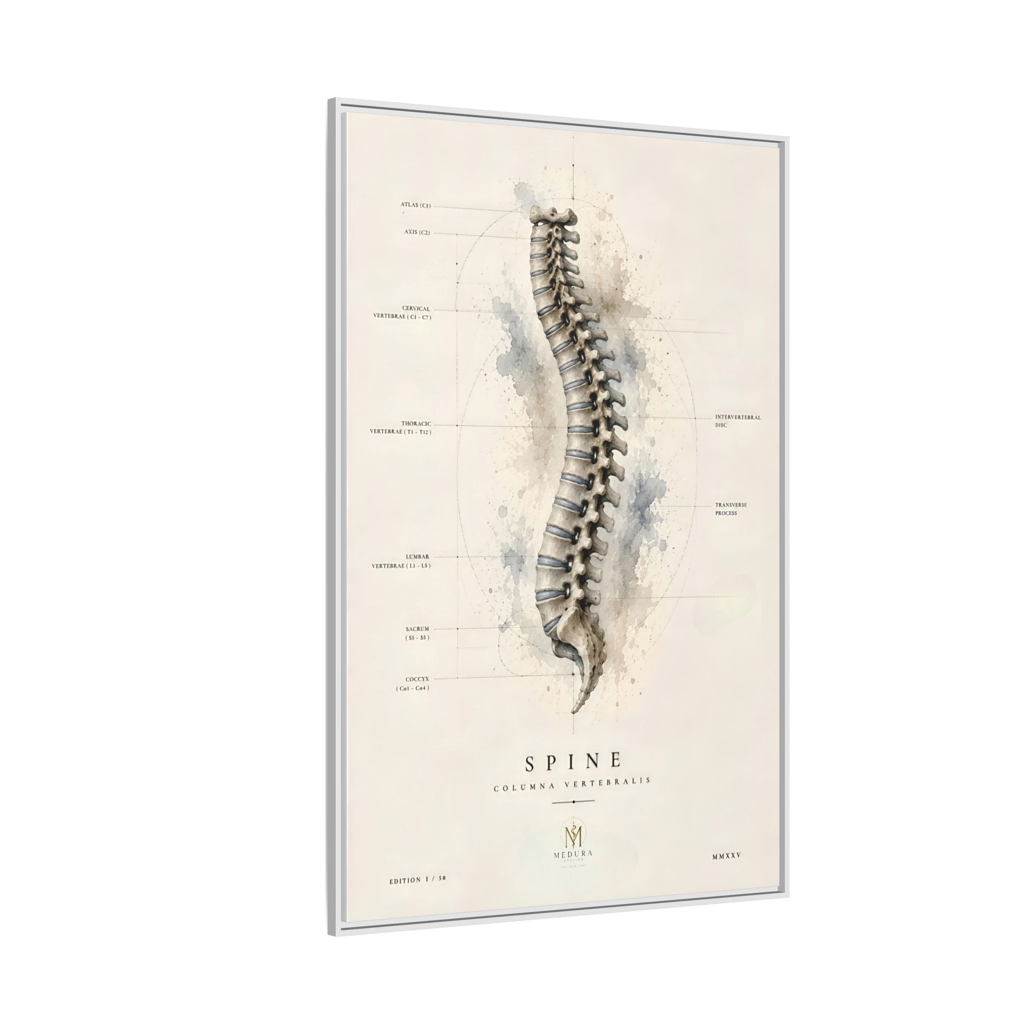 Anatomical Spine Wall Art | Luxury Vertebral Column Canvas Print | Museum-Inspired Fine Art