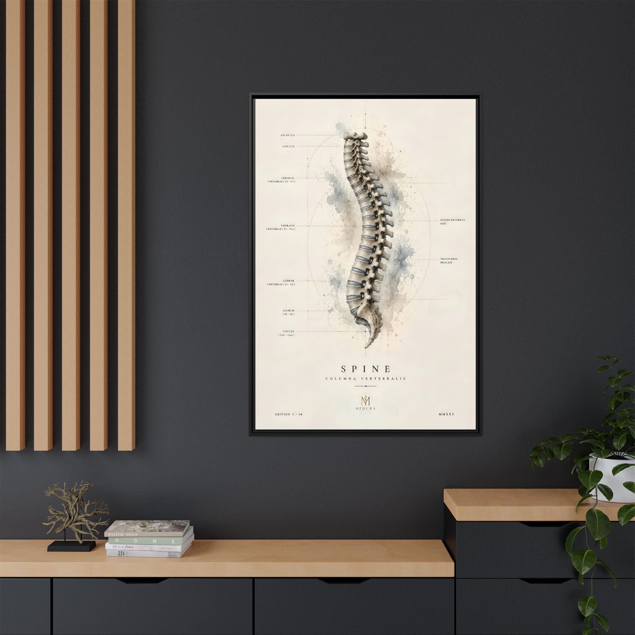 Anatomical Spine Wall Art | Luxury Vertebral Column Canvas Print | Museum-Inspired Fine Art