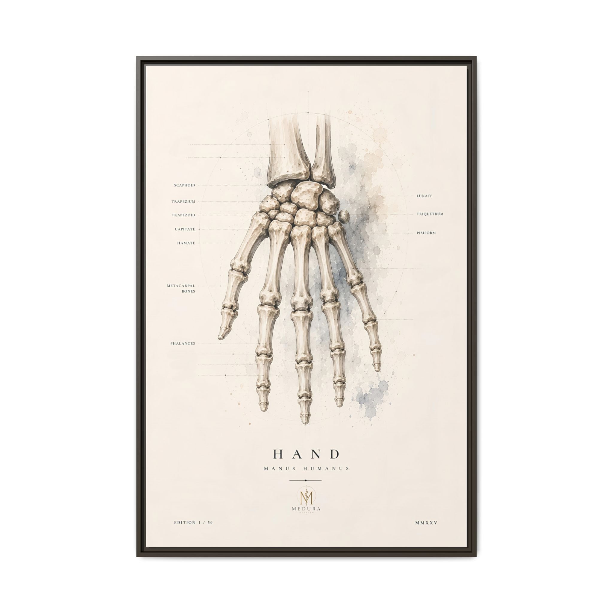 Anatomical Hand Skeleton Wall Art | Luxury Orthopaedic Canvas Print | Museum-Inspired Fine Art