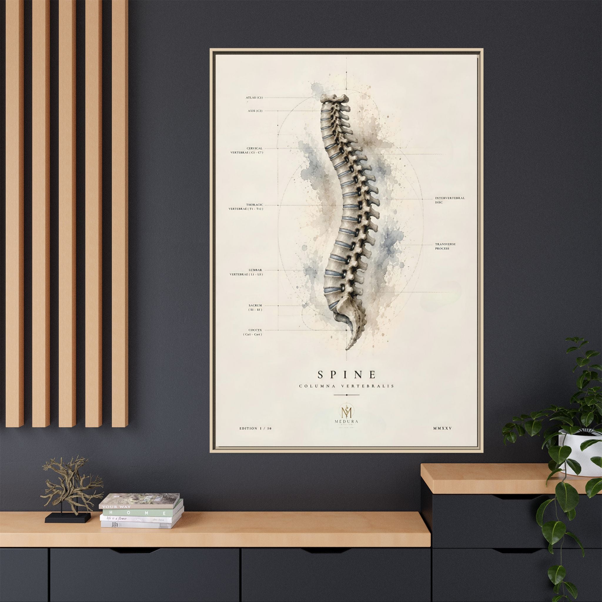 Anatomical Spine Wall Art | Luxury Vertebral Column Canvas Print | Museum-Inspired Fine Art