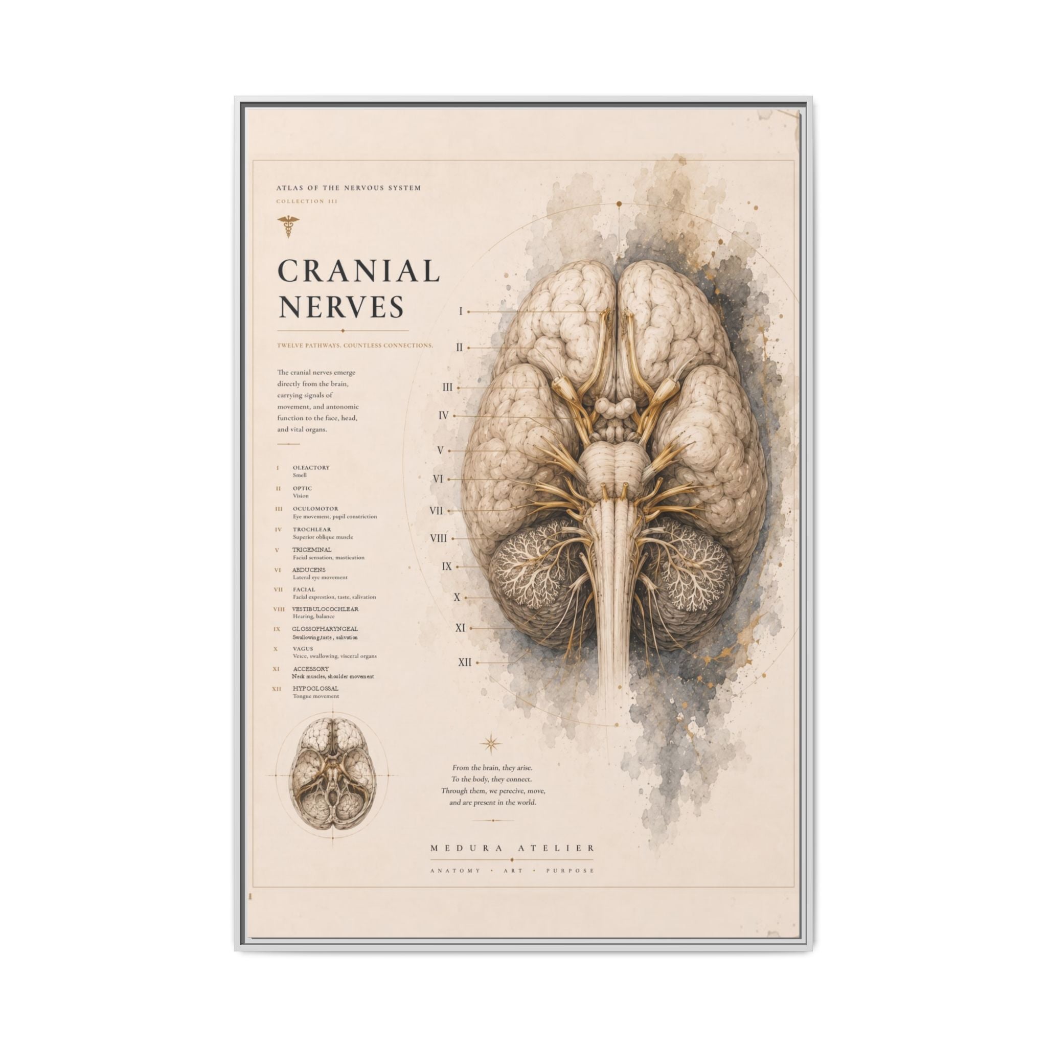White Matter Brain Wall Art | Luxury Neuroscience Canvas Print | Museum-Inspired Fine Art
