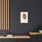 Anatomical Kidney Wall Art | Luxury Nephrology Canvas Print | Museum-Inspired Fine Art