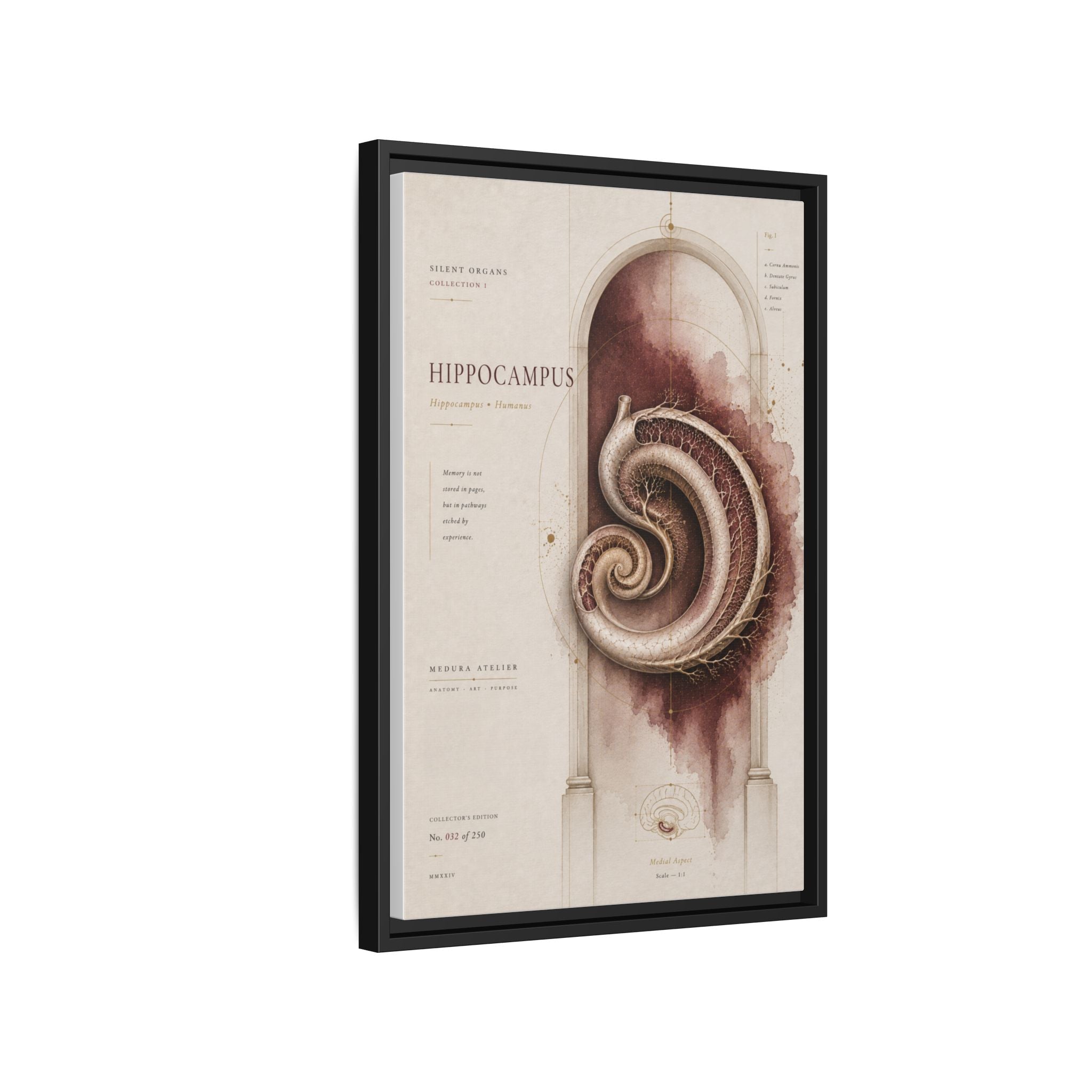 Silent Organs – Hippocampus Wall Art | Luxury Neuroscience Canvas Print | Museum-Inspired Fine Art