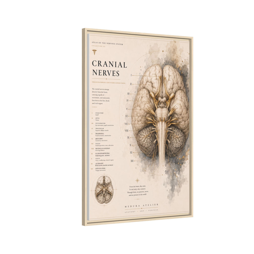 White Matter Brain Wall Art | Luxury Neuroscience Canvas Print | Museum-Inspired Fine Art