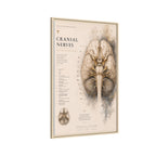 White Matter Brain Wall Art | Luxury Neuroscience Canvas Print | Museum-Inspired Fine Art