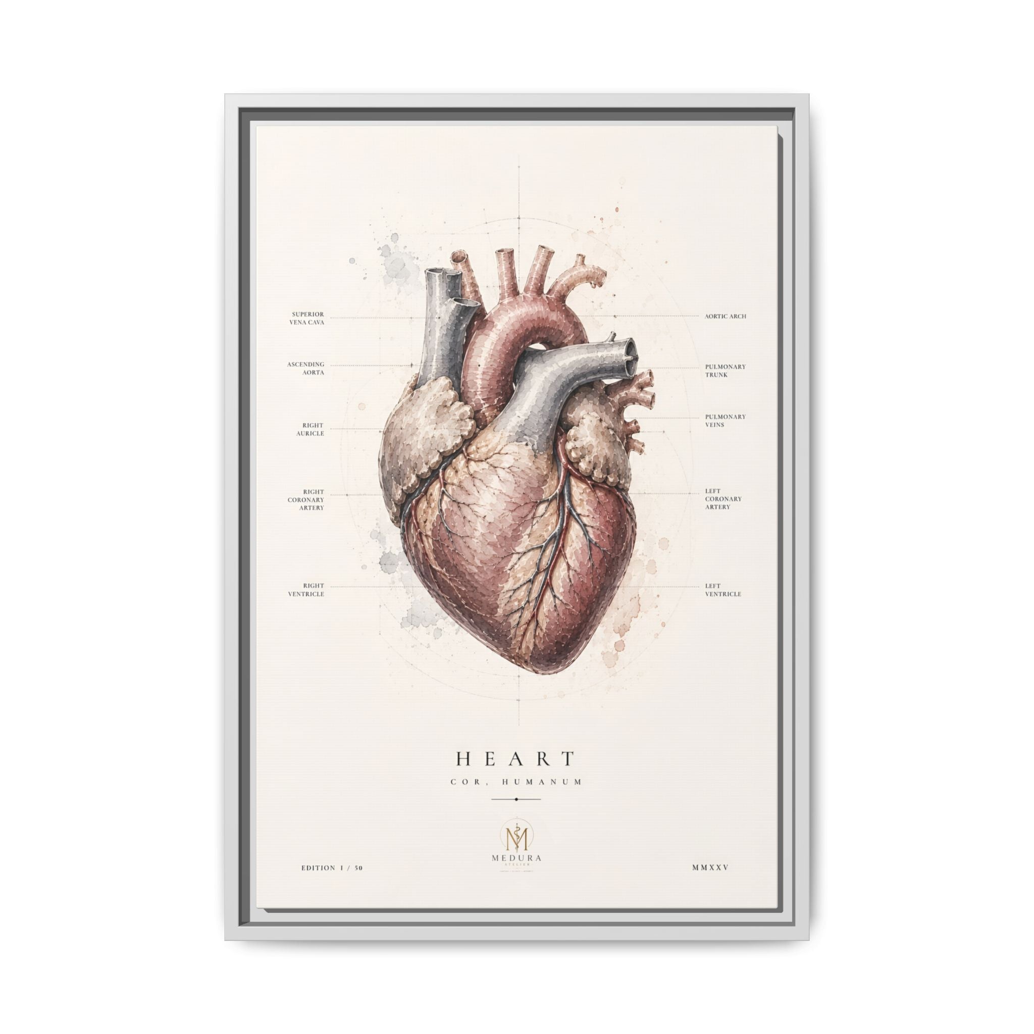 Anatomical Heart Wall Art | Luxury Medical Canvas Print | Museum-Inspired Fine Art