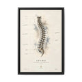 Anatomical Spine Wall Art | Luxury Vertebral Column Canvas Print | Museum-Inspired Fine Art