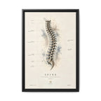Anatomical Spine Wall Art | Luxury Vertebral Column Canvas Print | Museum-Inspired Fine Art