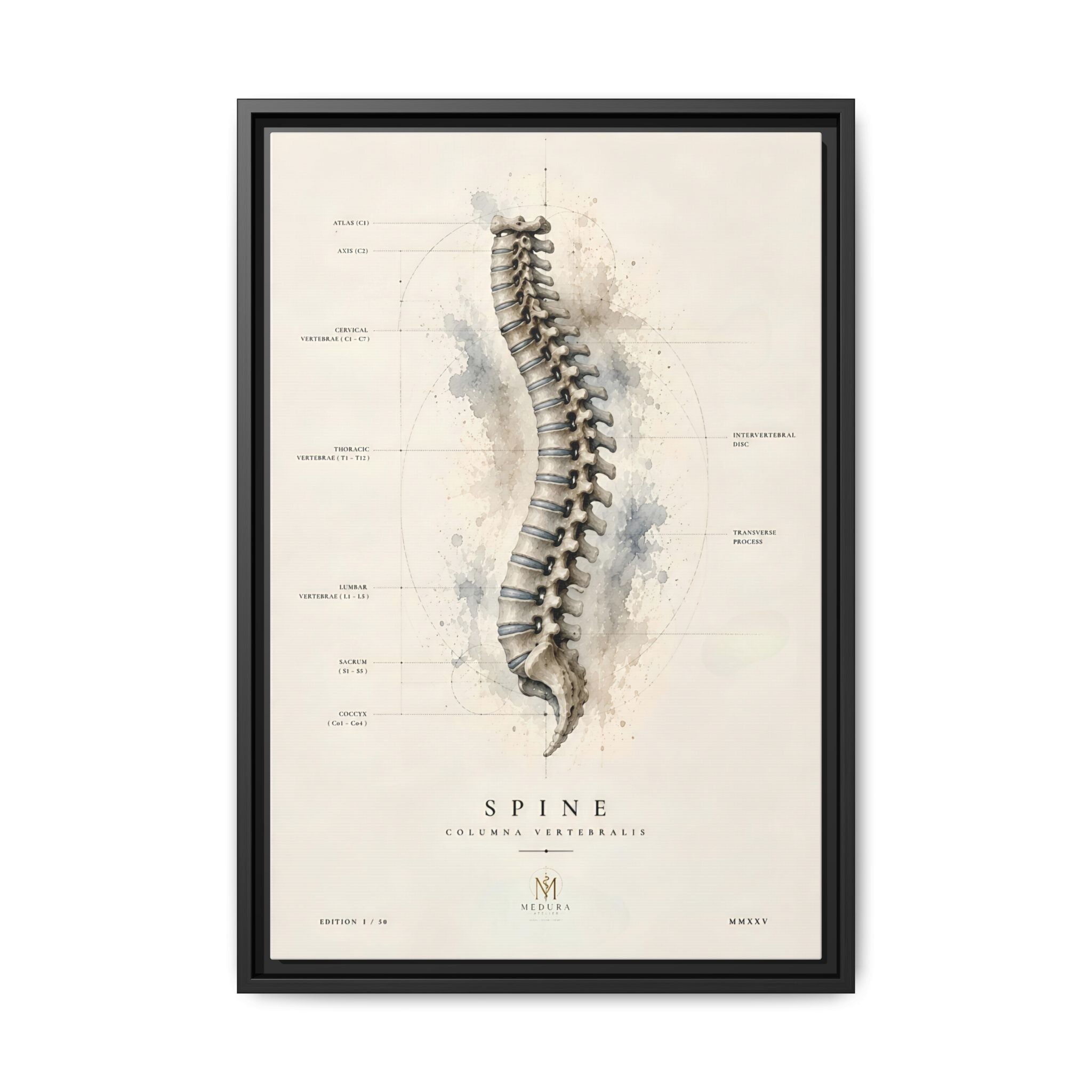 Anatomical Spine Wall Art | Luxury Vertebral Column Canvas Print | Museum-Inspired Fine Art