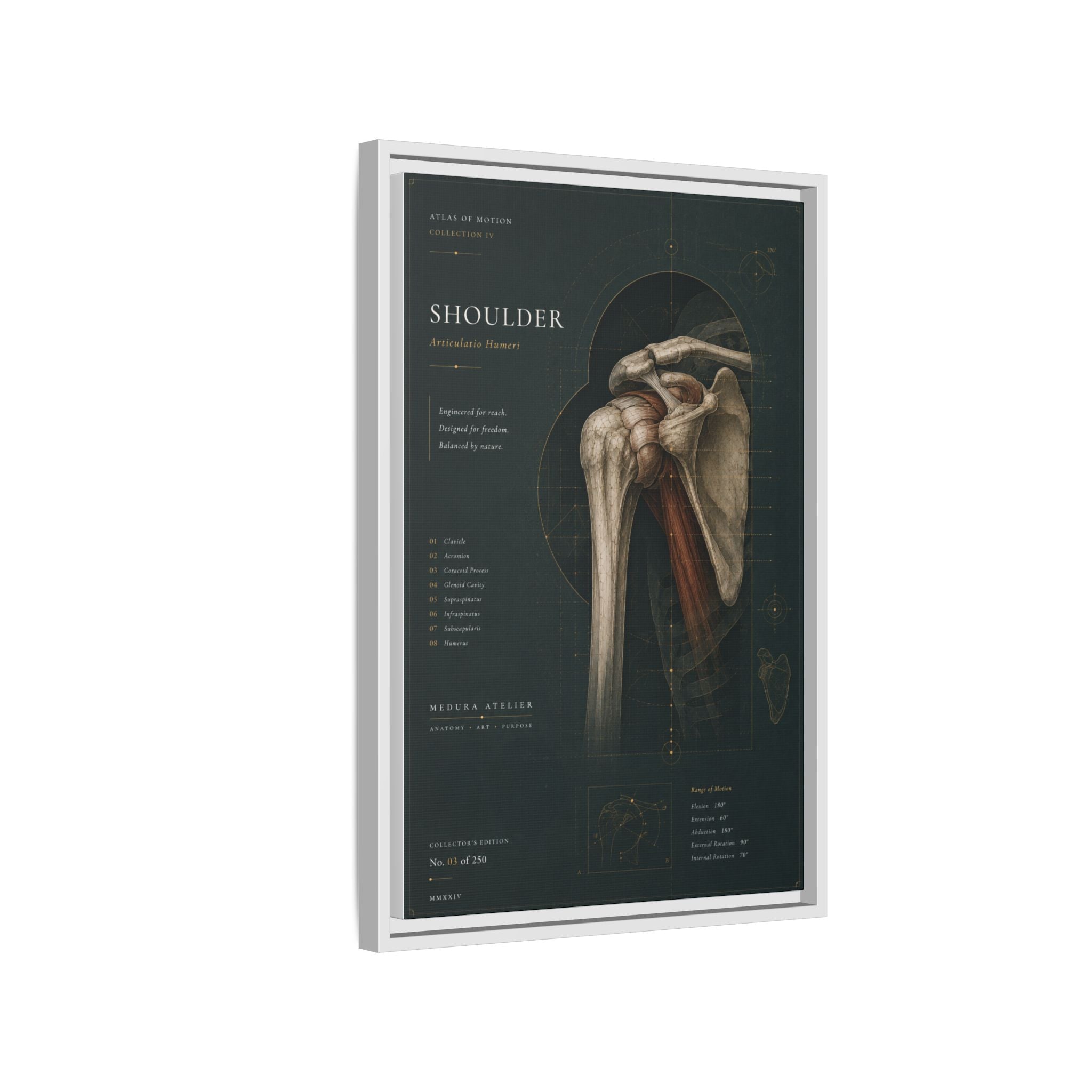 Copy of Atlas of Motion – Knee Wall Art | Luxury Orthopedic Canvas Print | Museum-Inspired Fine Art