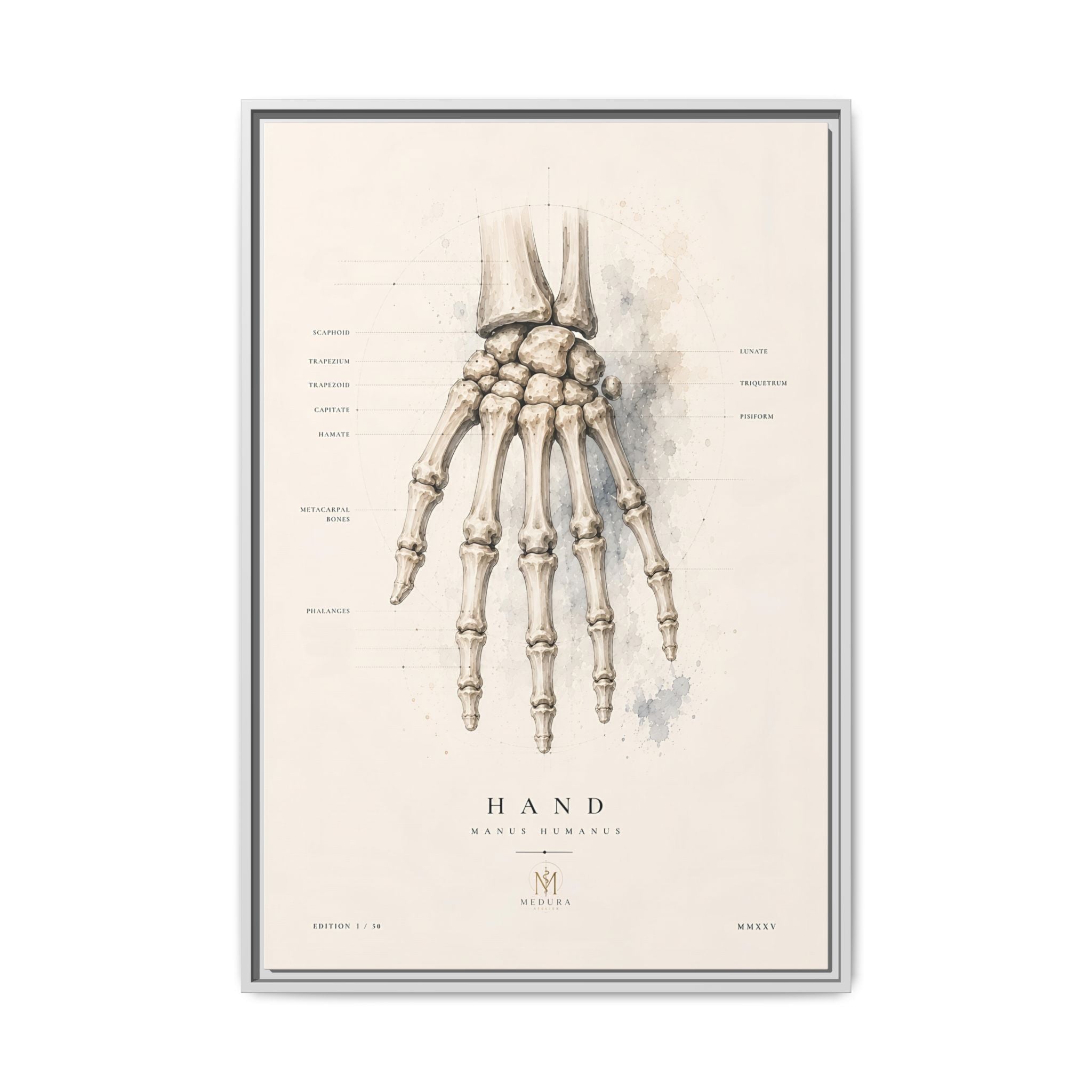 Anatomical Hand Skeleton Wall Art | Luxury Orthopaedic Canvas Print | Museum-Inspired Fine Art