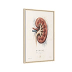 Anatomical Kidney Wall Art | Luxury Nephrology Canvas Print | Museum-Inspired Fine Art