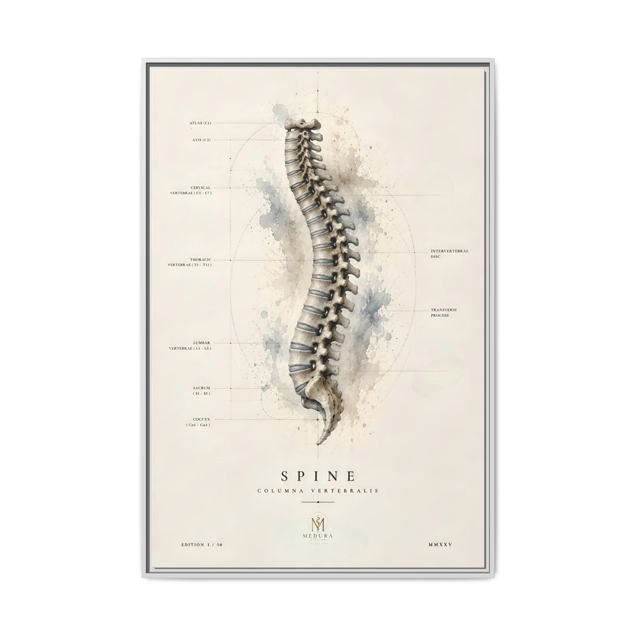 Anatomical Spine Wall Art | Luxury Vertebral Column Canvas Print | Museum-Inspired Fine Art