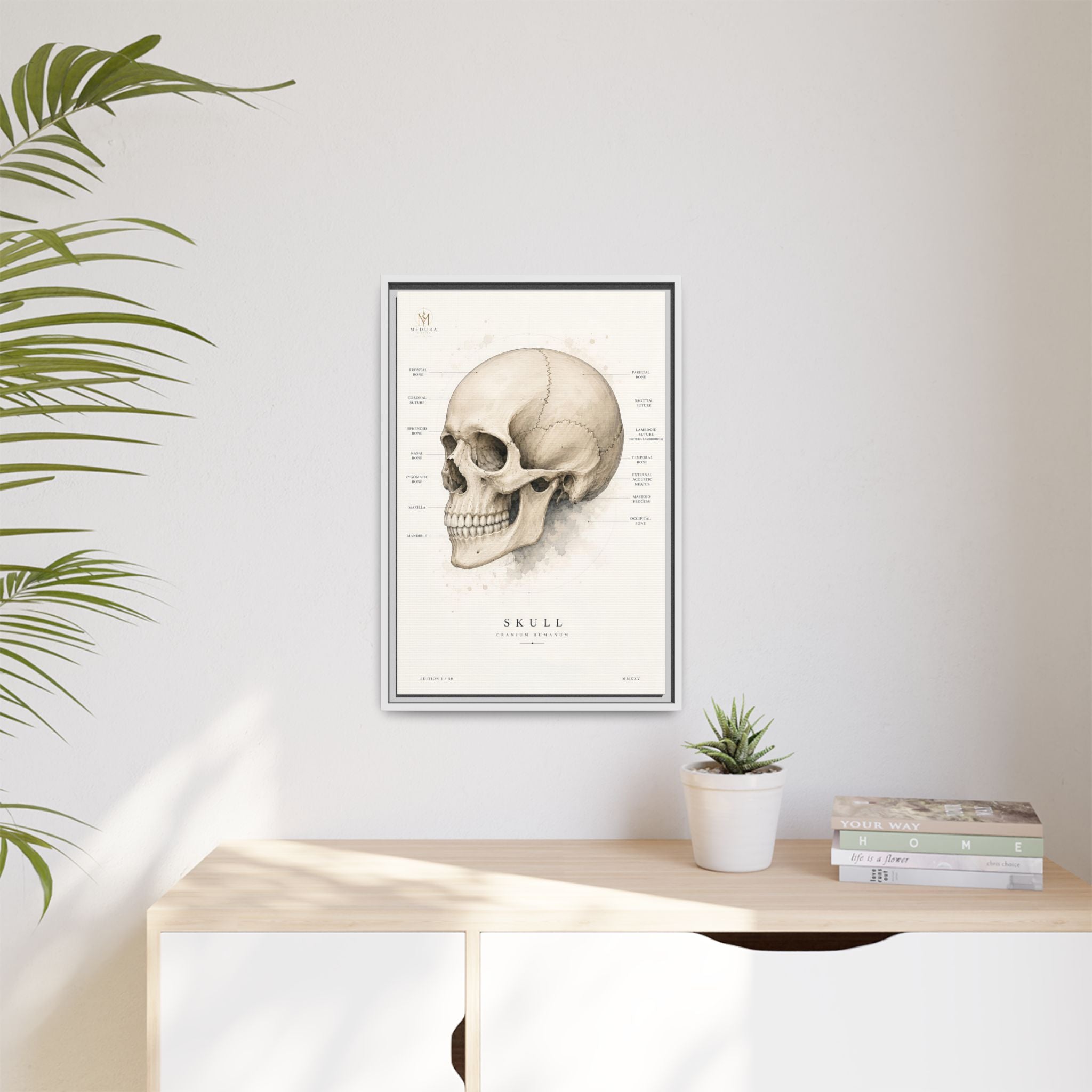 Anatomical Skull Wall Art | Luxury Medical Canvas Print | Museum-Inspired Fine Art
