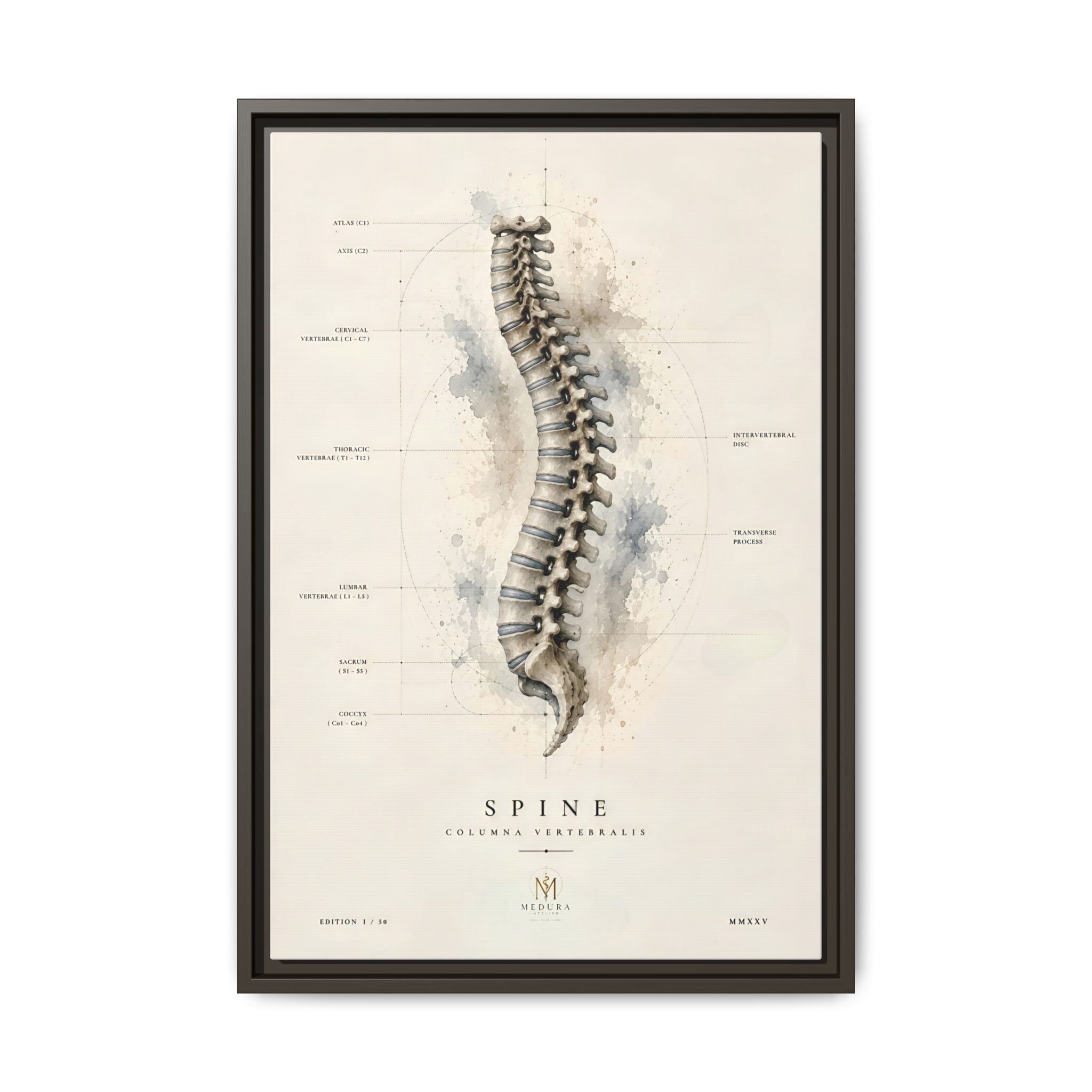 Anatomical Spine Wall Art | Luxury Vertebral Column Canvas Print | Museum-Inspired Fine Art