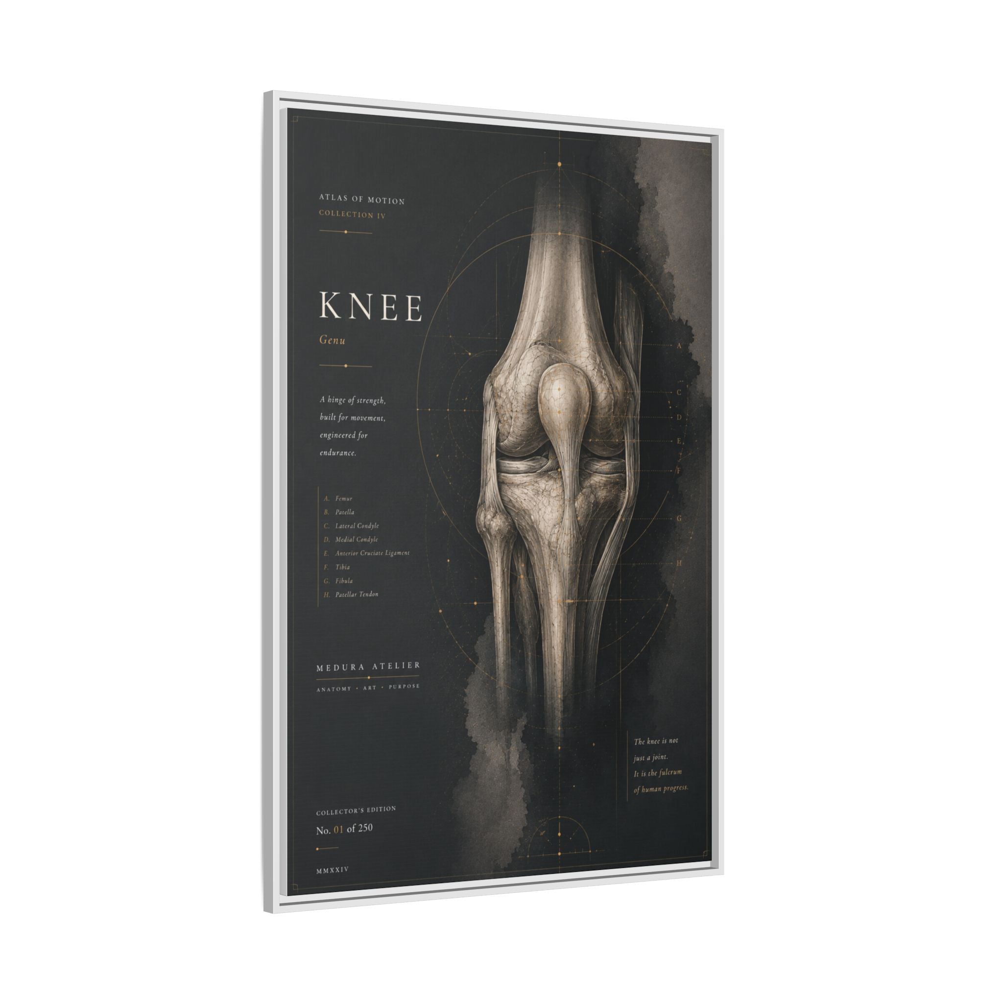 Atlas of Motion – Knee Wall Art | Luxury Orthopedic Canvas Print | Museum-Inspired Fine Art