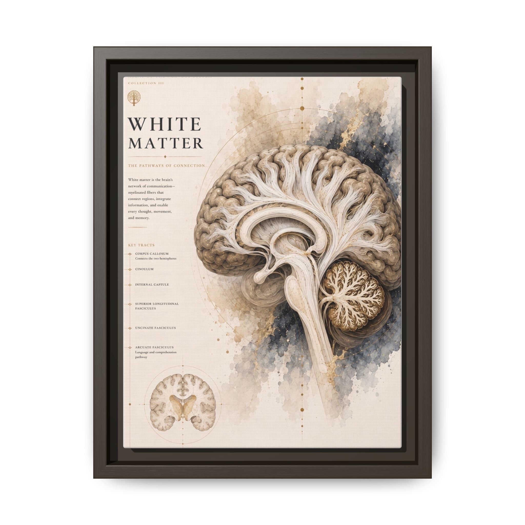 White Matter Brain Wall Art | Luxury Neuroscience Canvas Print | Museum-Inspired Fine Art